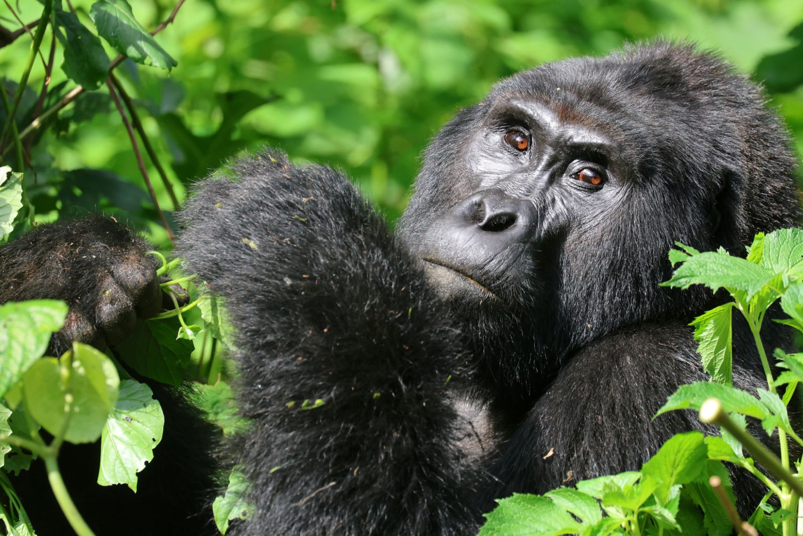 Gorillas in Uganda