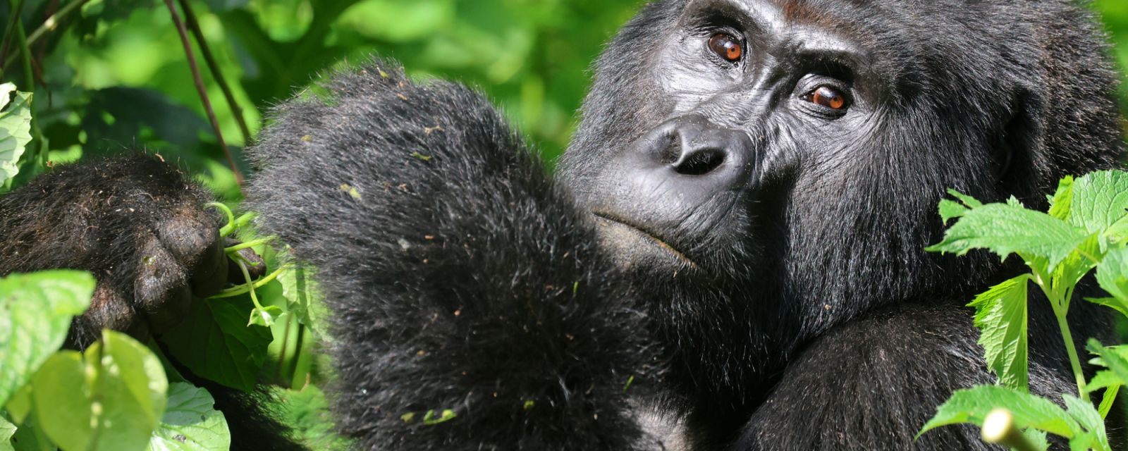Gorillas in Uganda