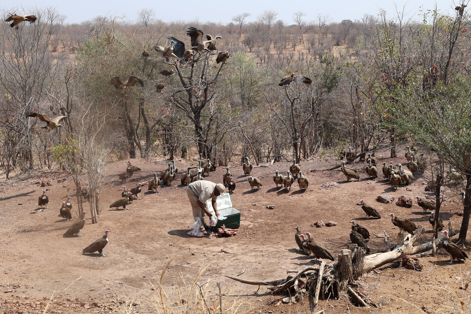 Vulture feeding