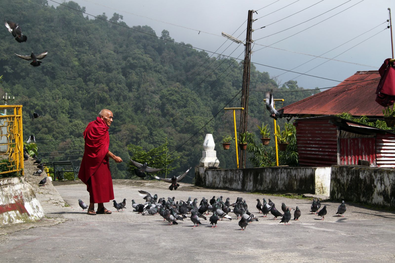 Monk feeding pigeons