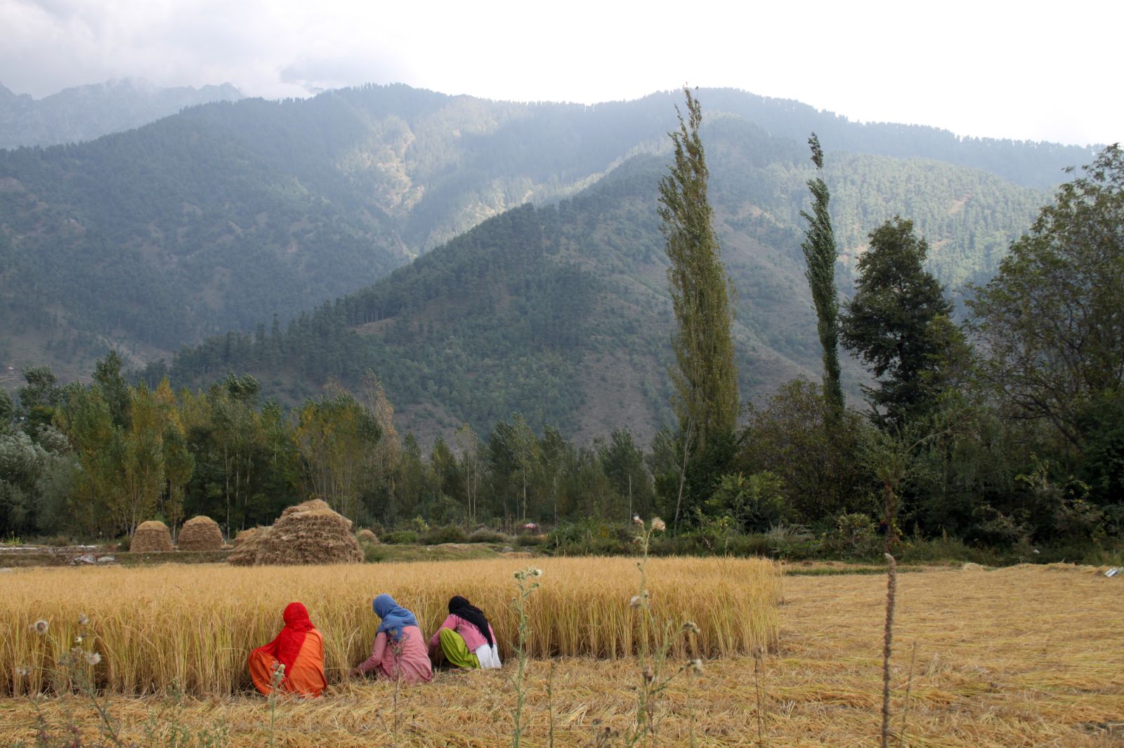 Women working the fields Kashmir