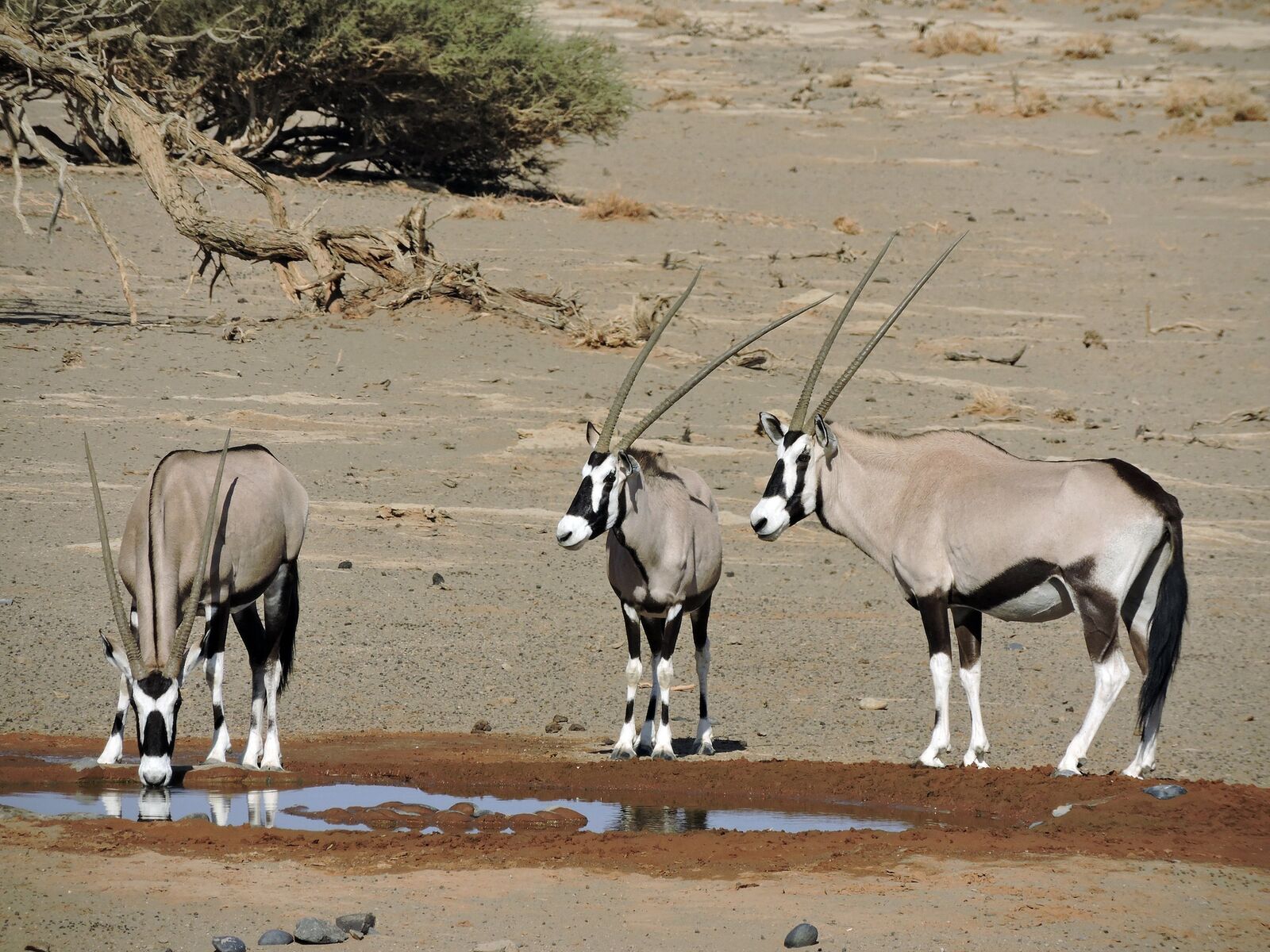 Namibia Gemsbok