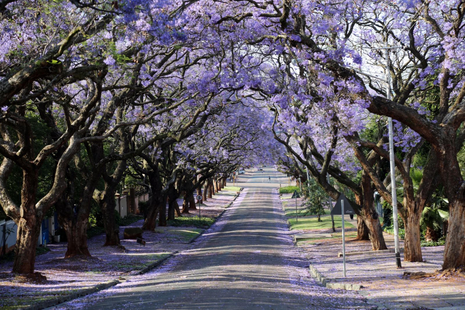 Jacaranda Trees