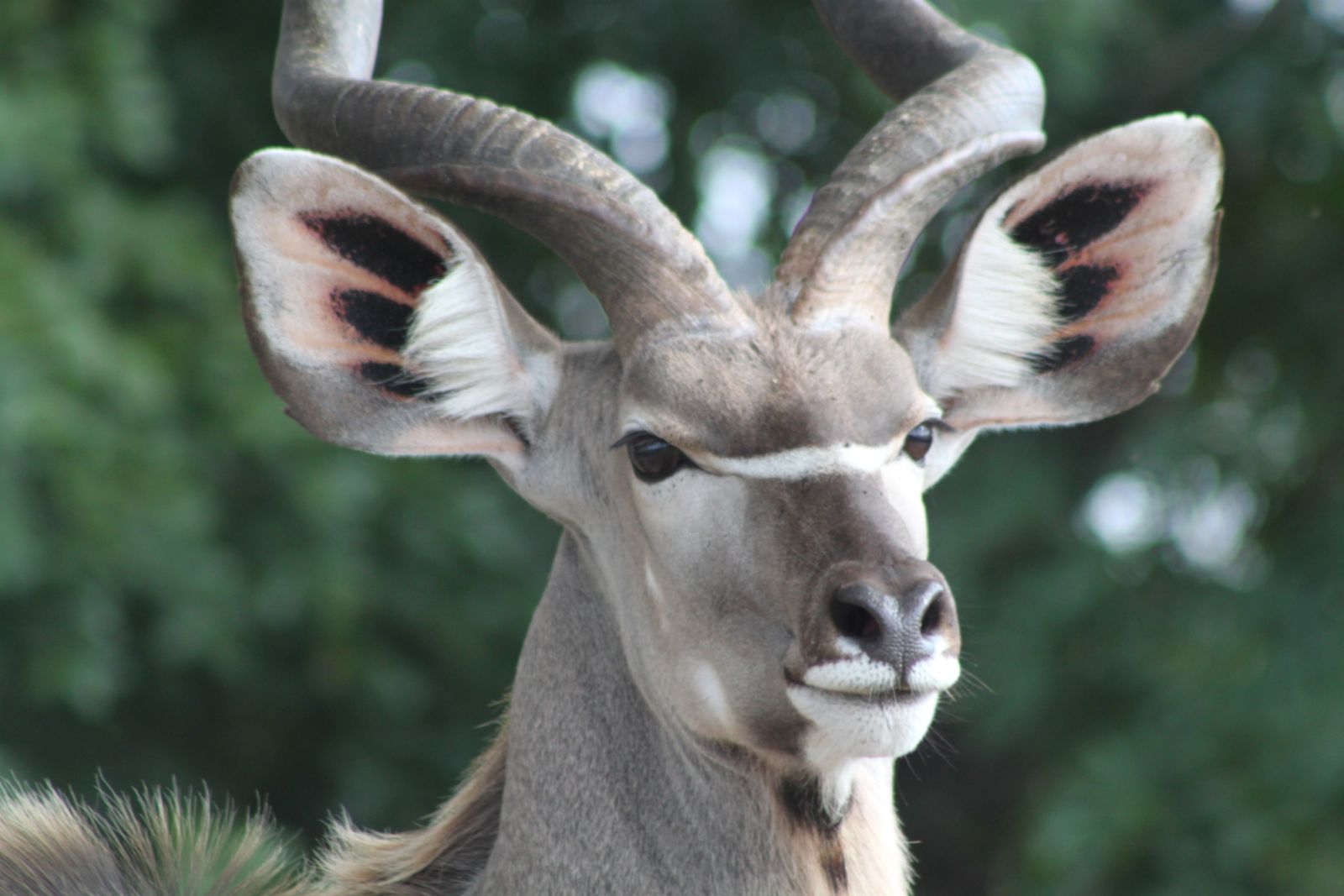 Kudu