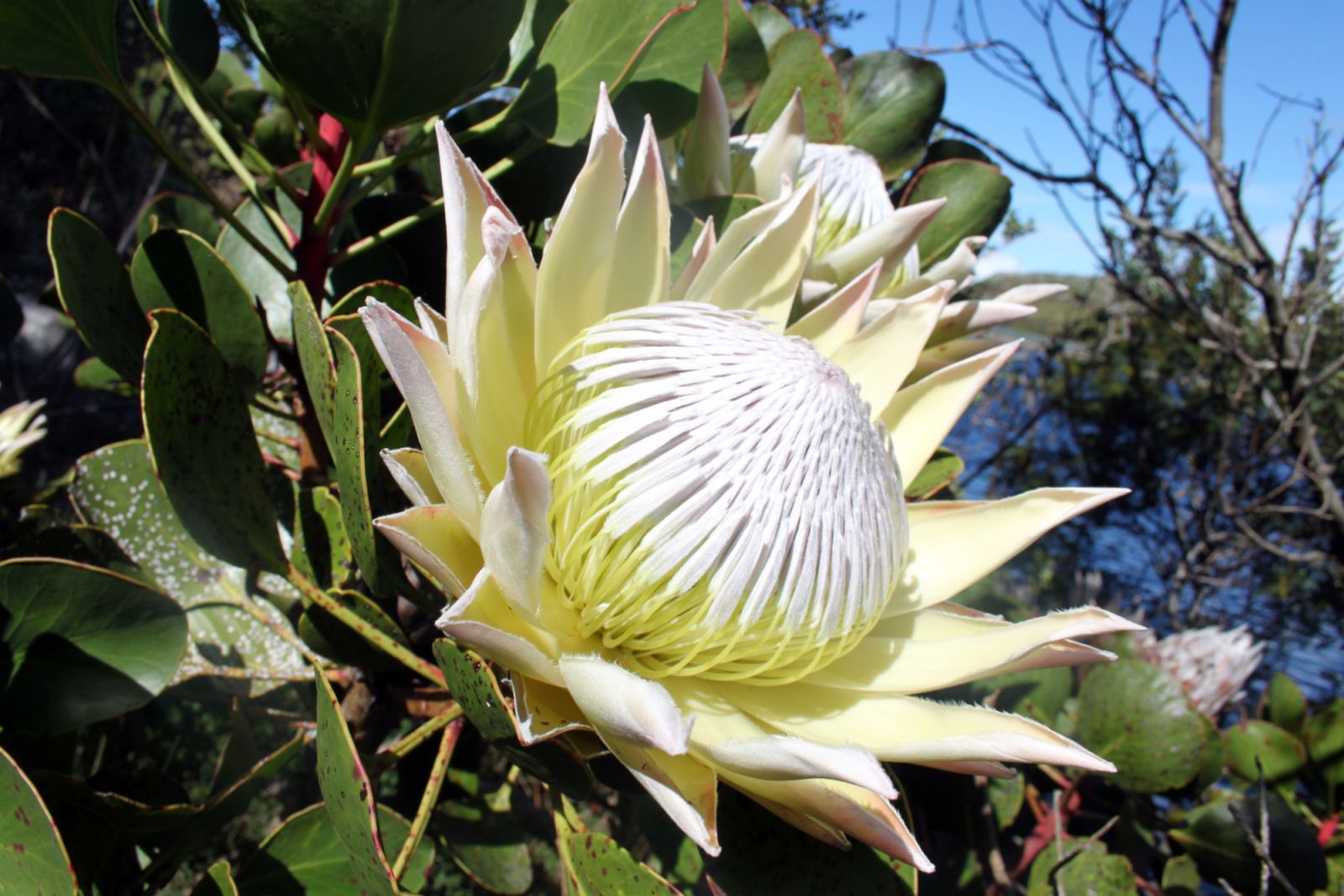 Protea