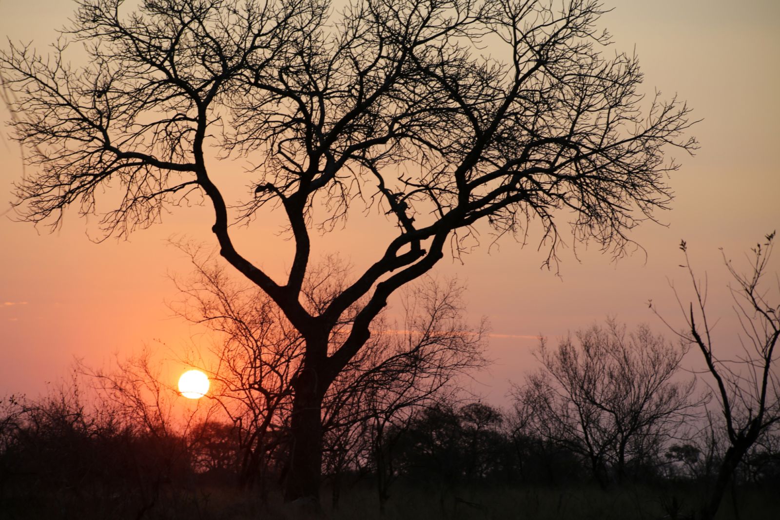 Tree Sunset