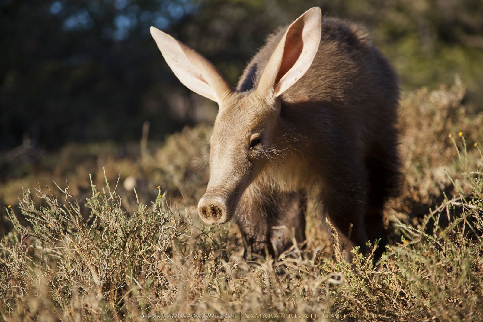 Aardvark Karoo South Africa 109 2