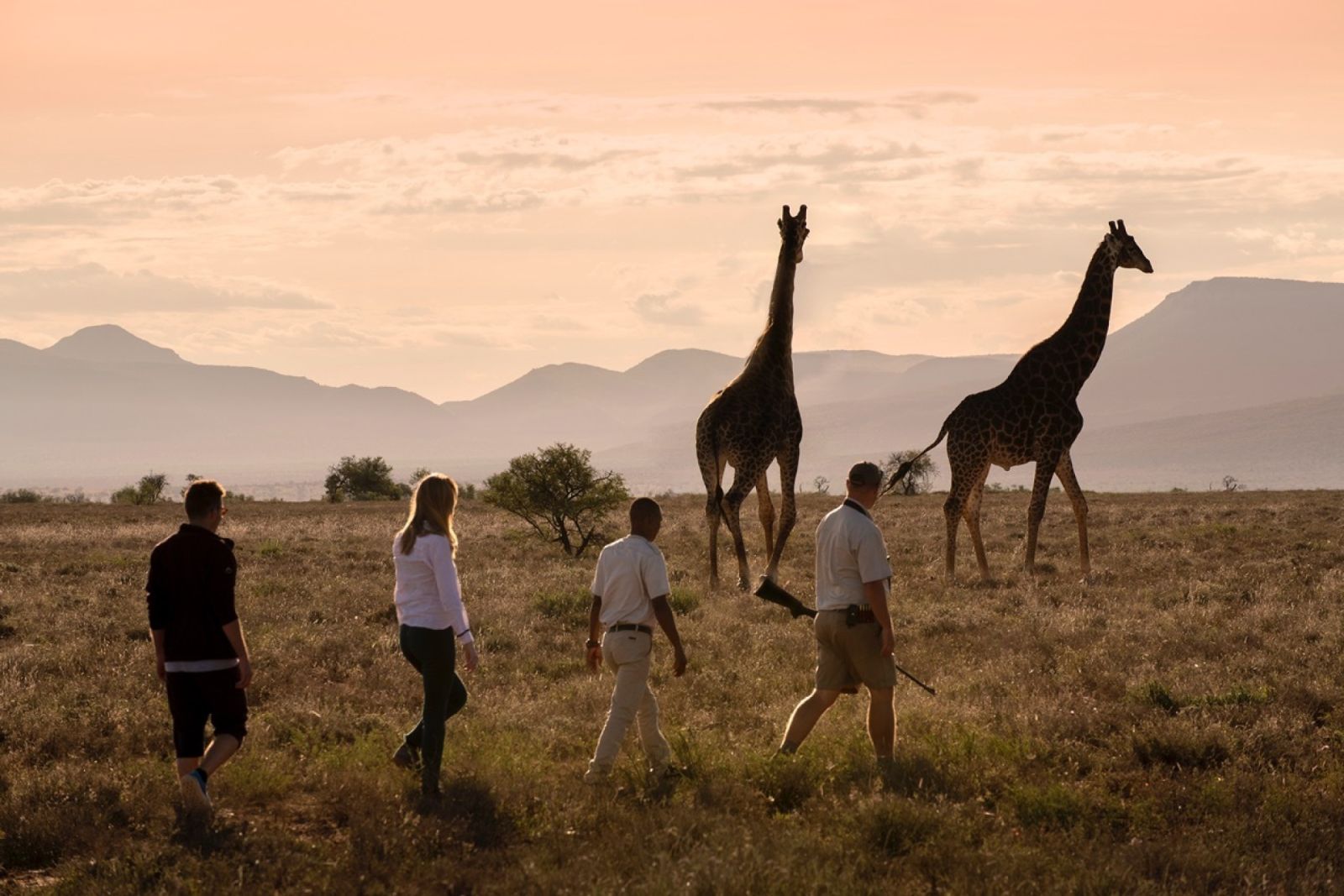 Giraffe tracking bush walk samara karoo mountains landscape dook