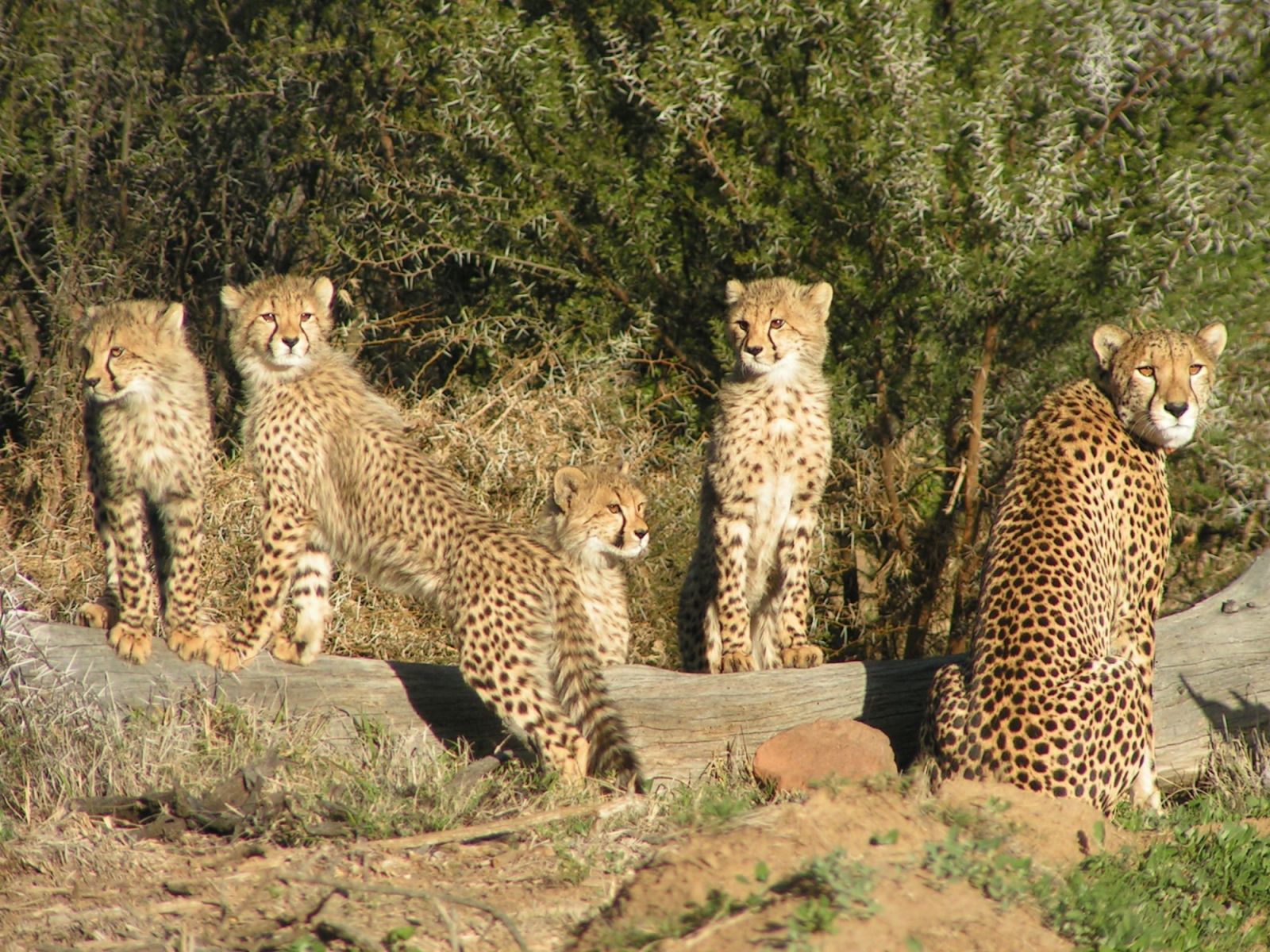 Cheetah5