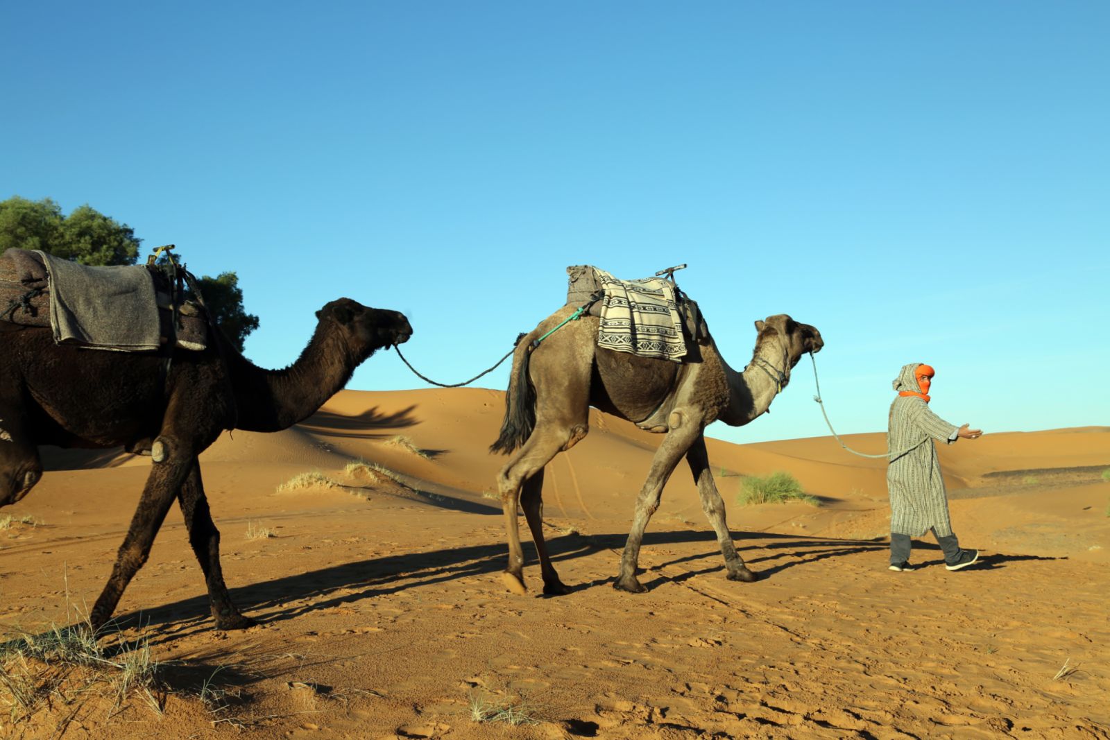 Camels