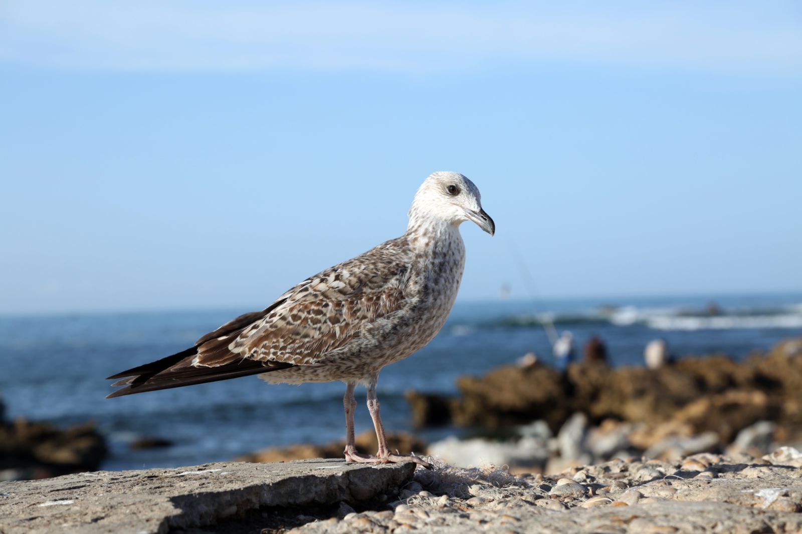 Bird