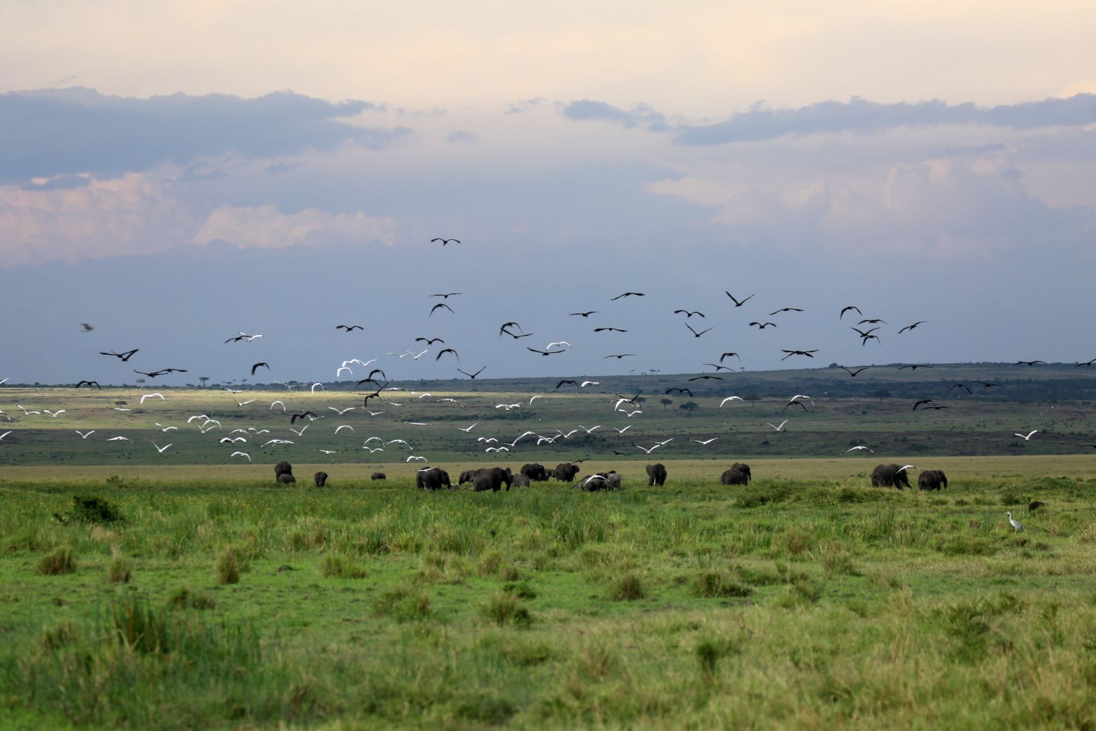 Kenya’s great wilderness – the magical Masai Mara