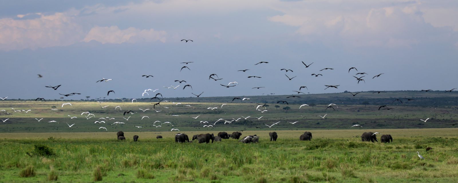 Kenya’s great wilderness – the magical Masai Mara