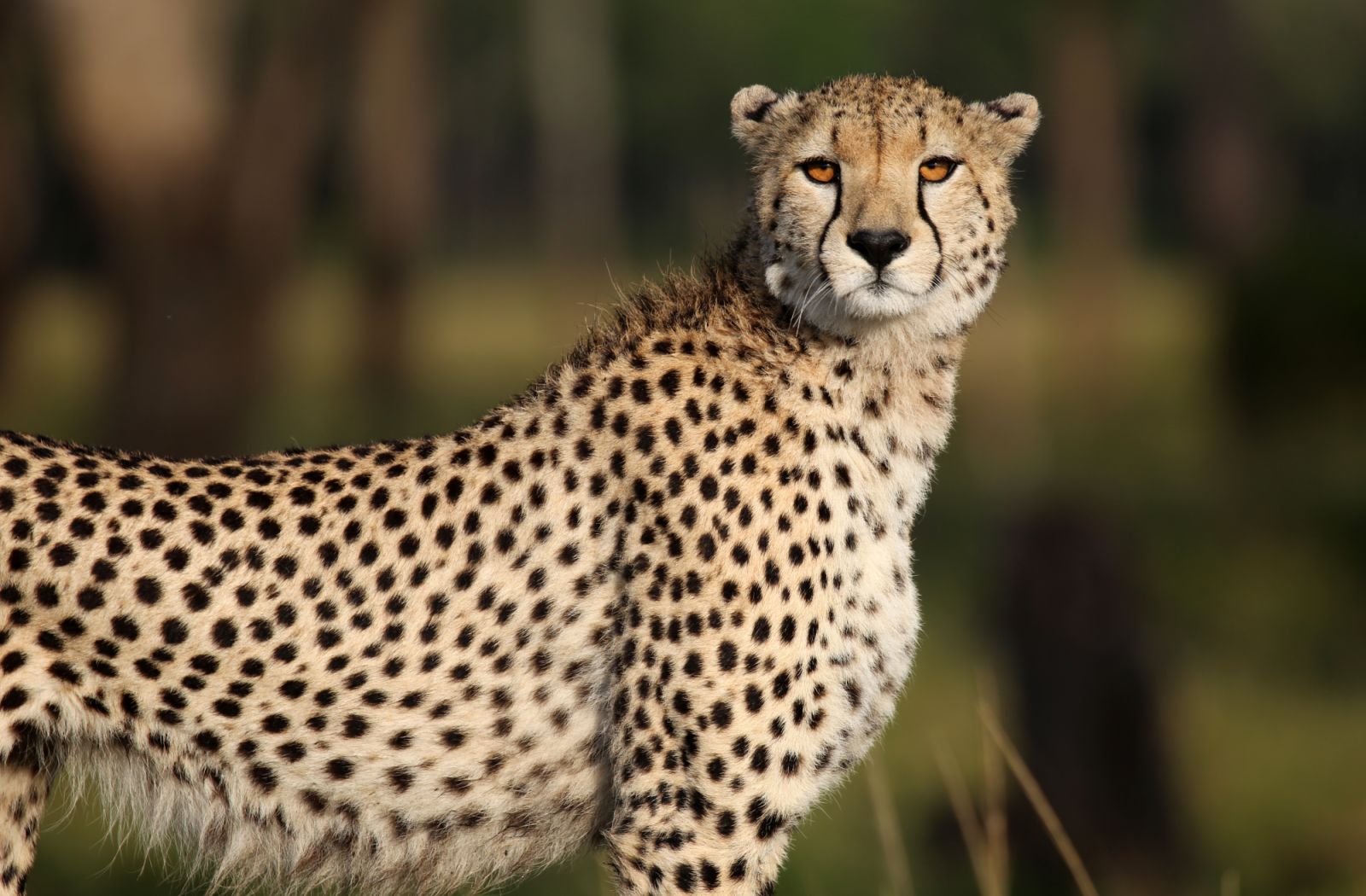 Cheetah, Masai Mara