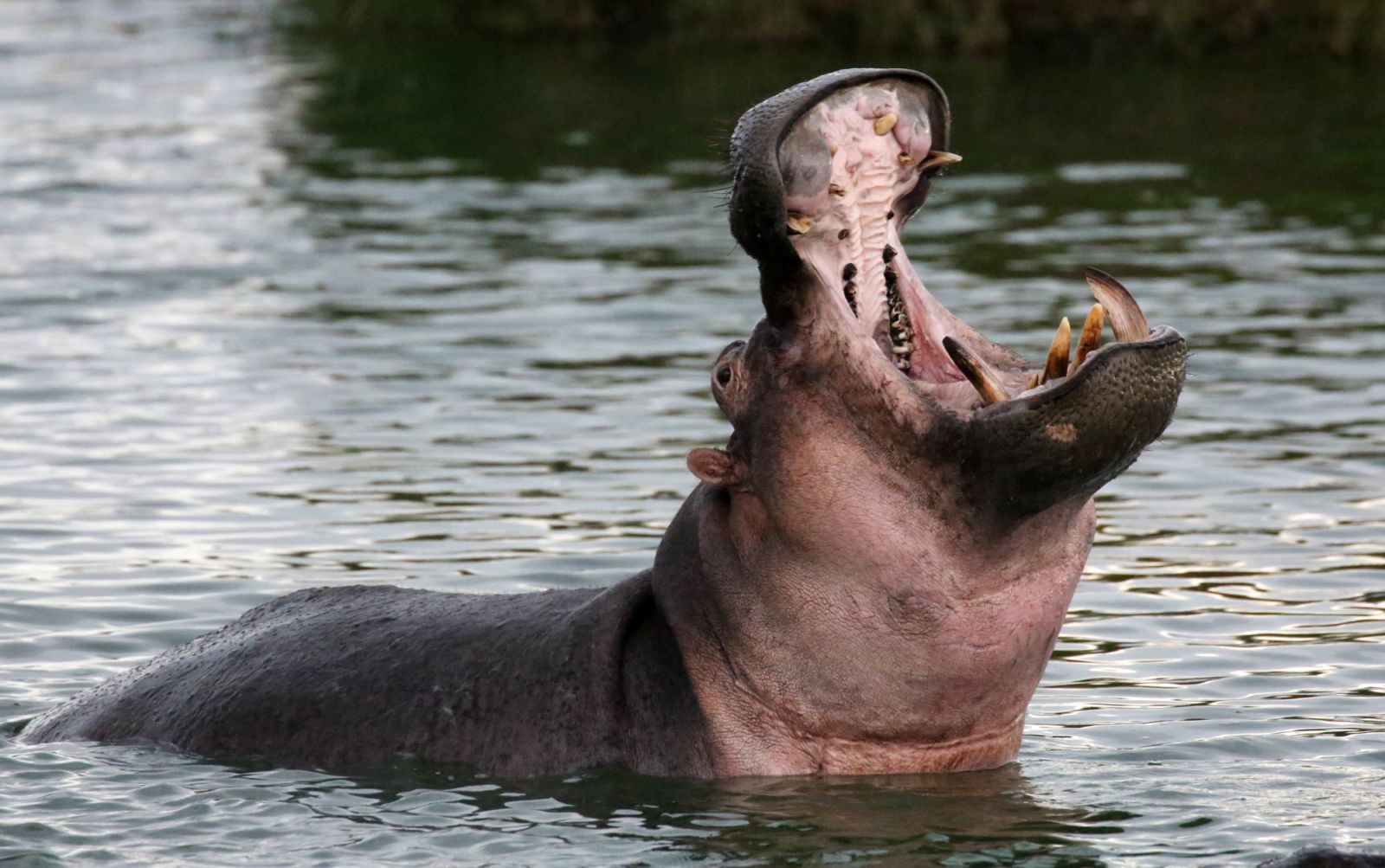 Hippos are spotted at the Governors’ Il Moran Camp.