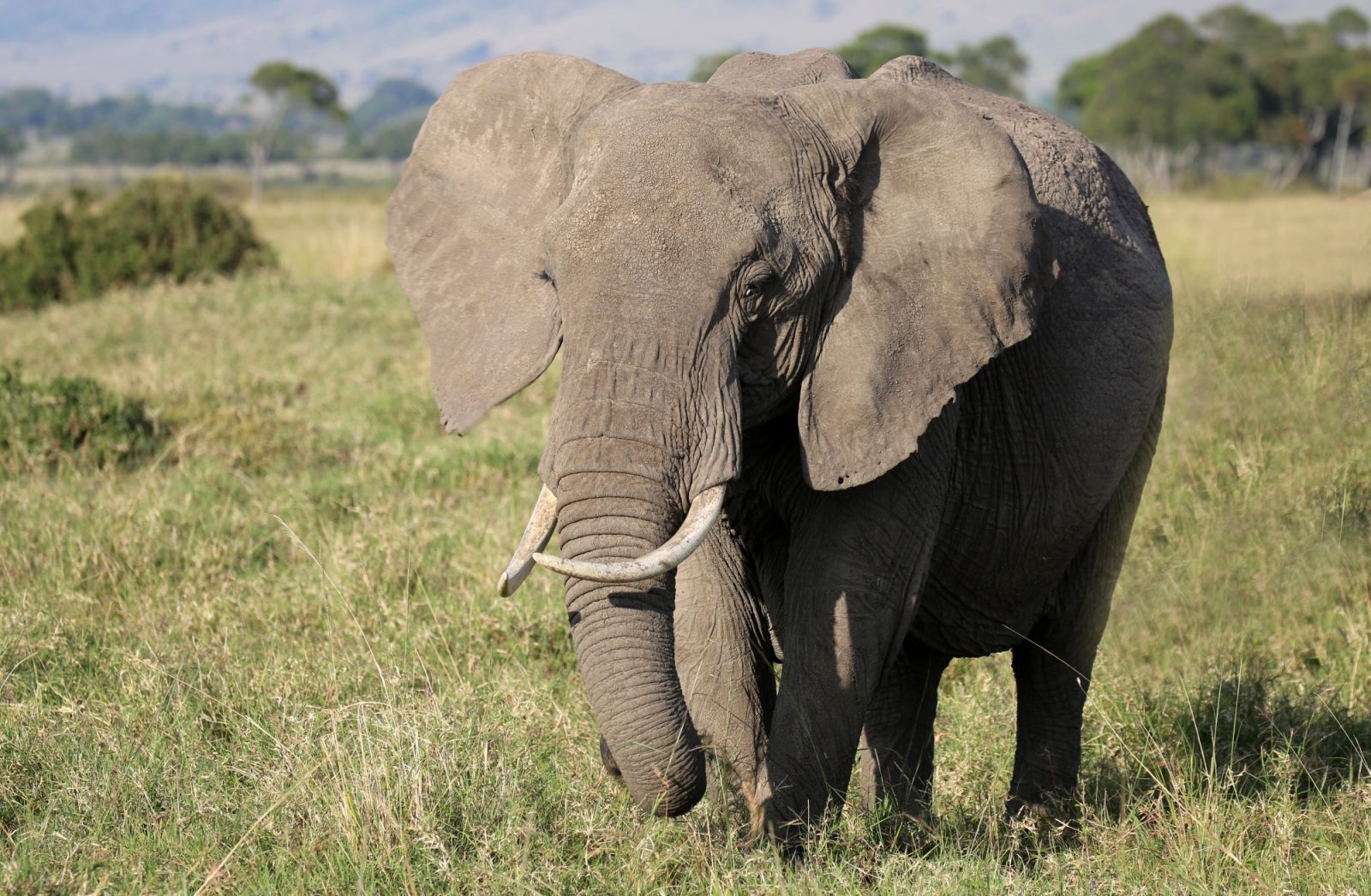 An elephant wanders around the plains