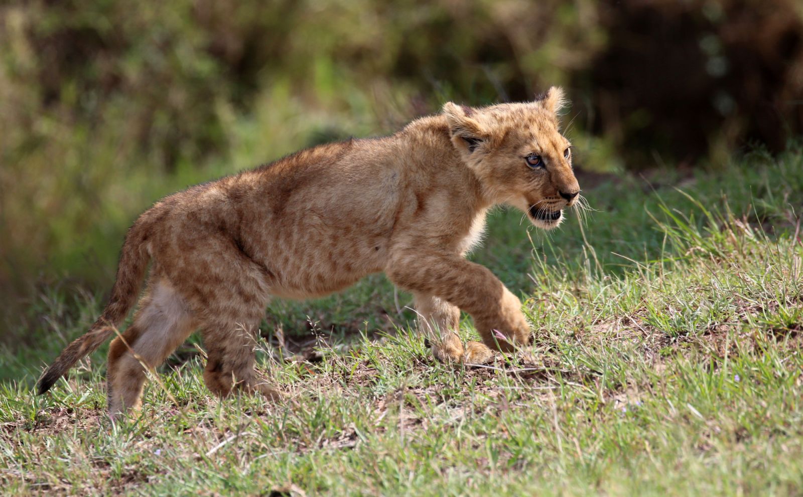 Lion cub