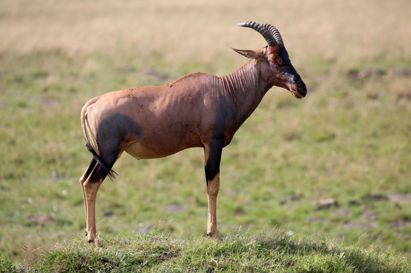 A topi can be seen in the open Masai Mara plains