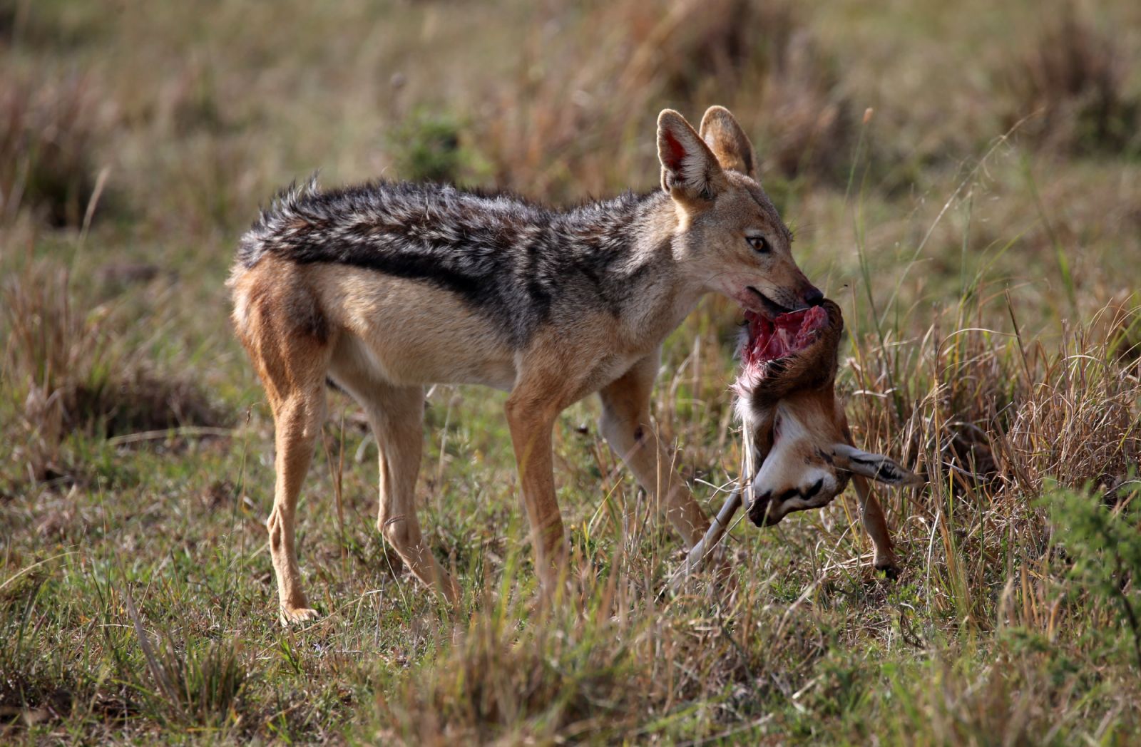 A jackal with a dead Thomson's gazelle