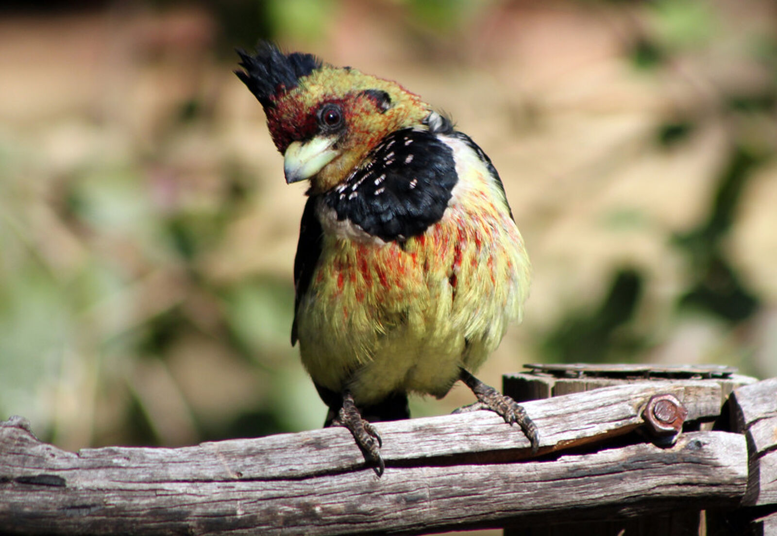 Crested barbet’s