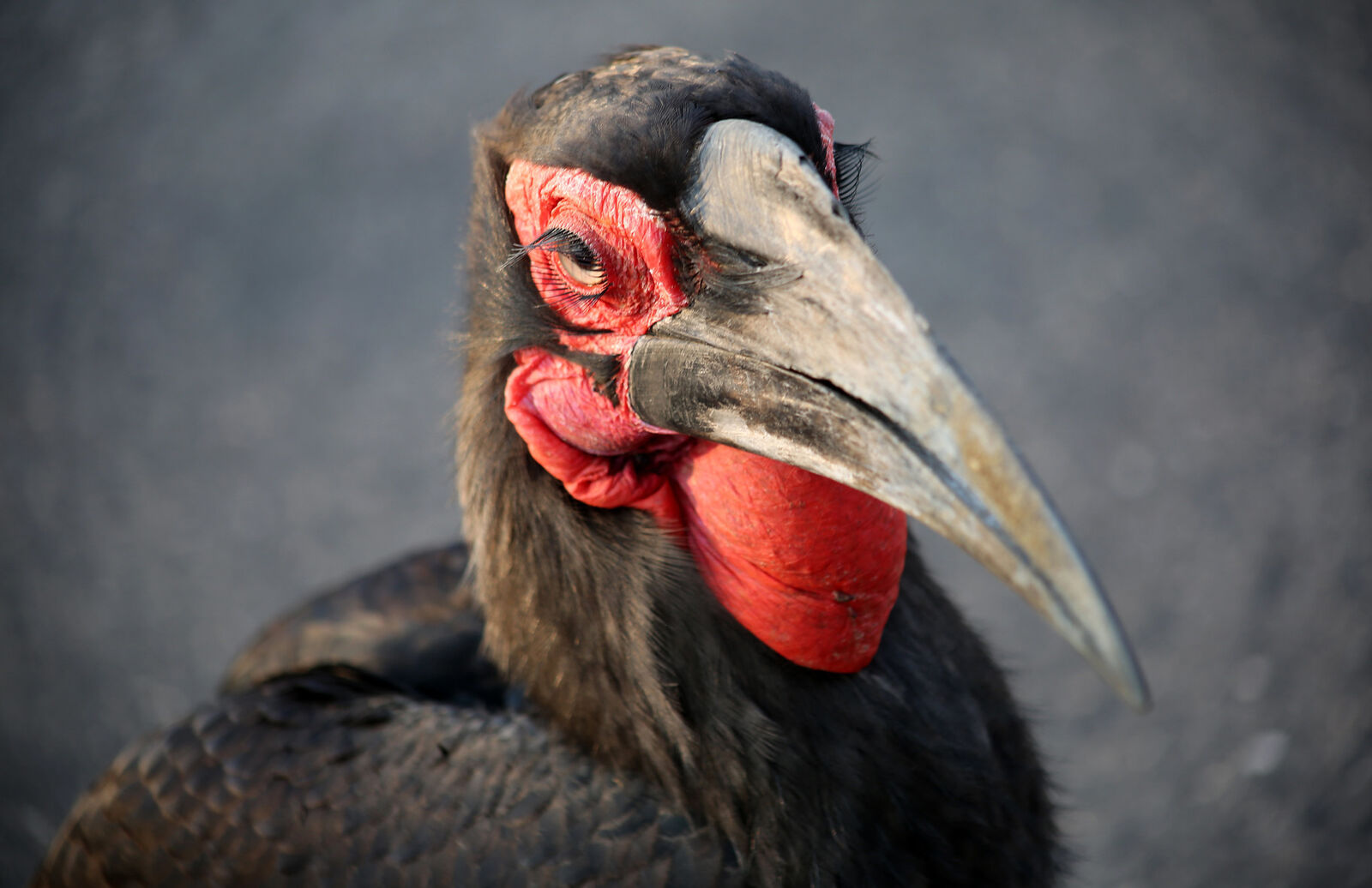 Hornbill