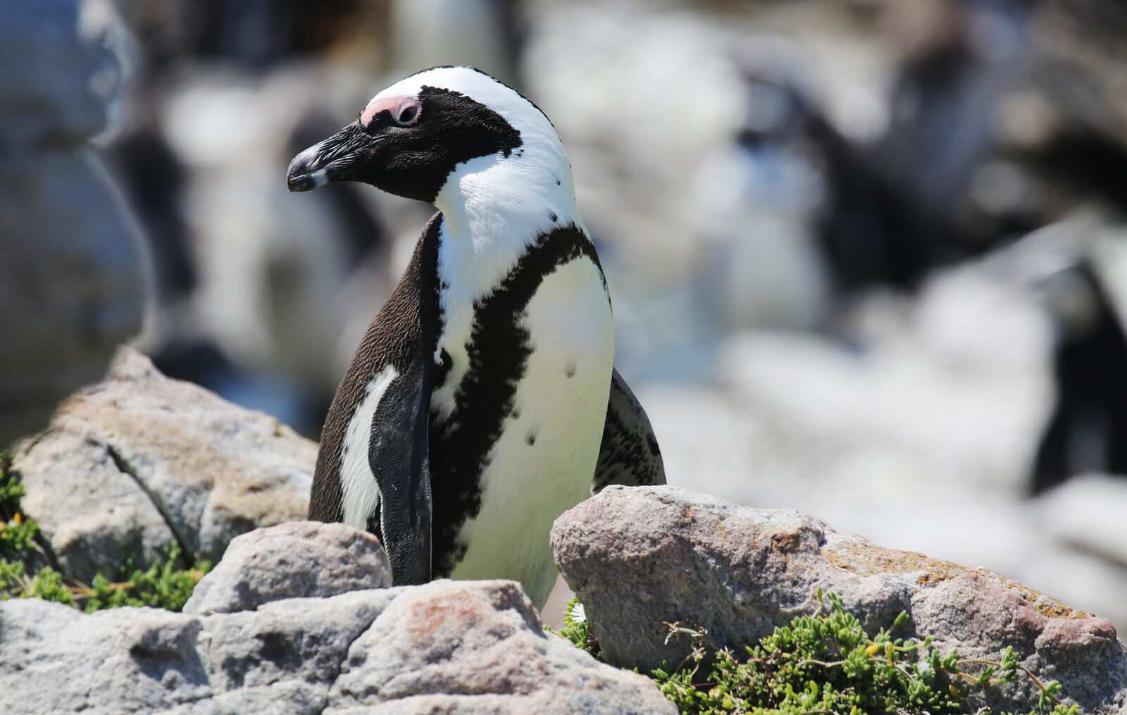 African penguin