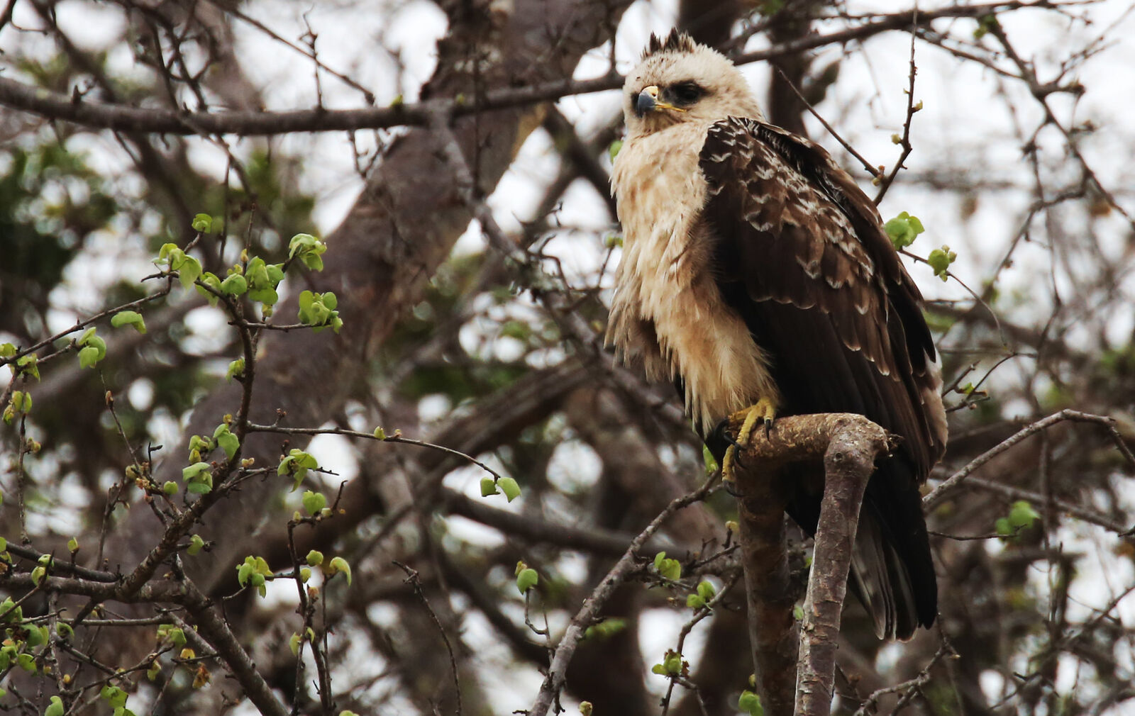 Wahlberg’s eagle