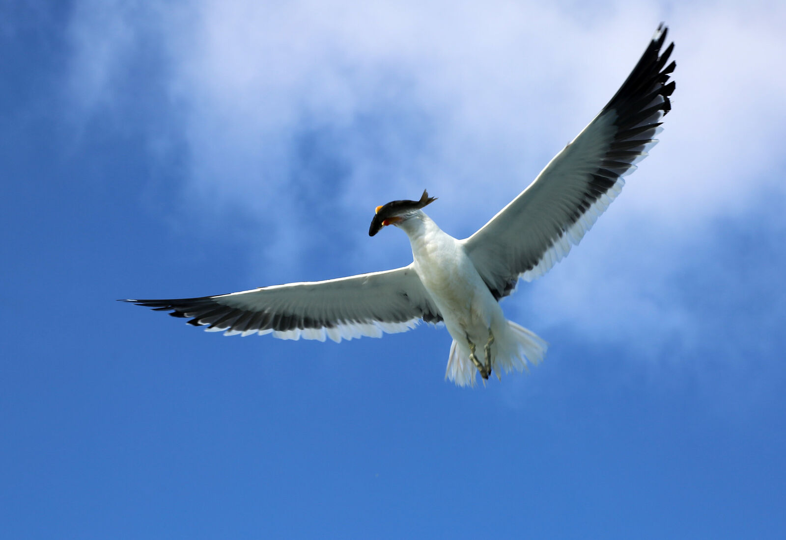 Kelp gull