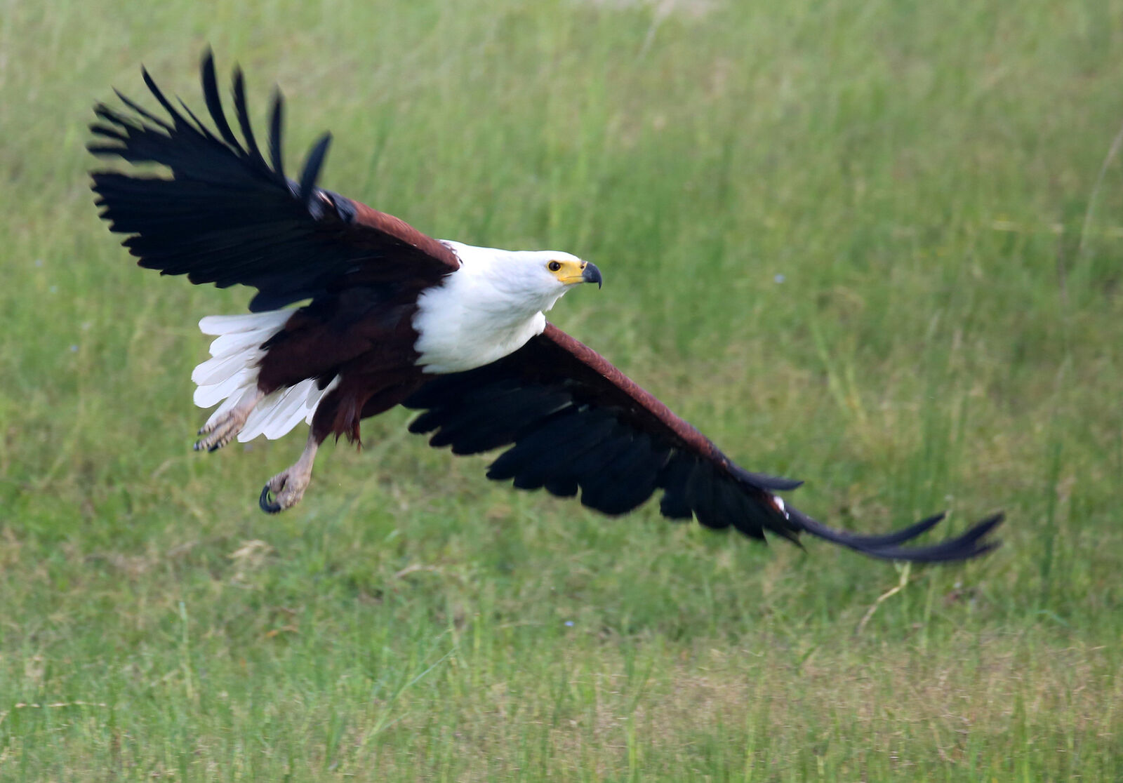 African fish eagle