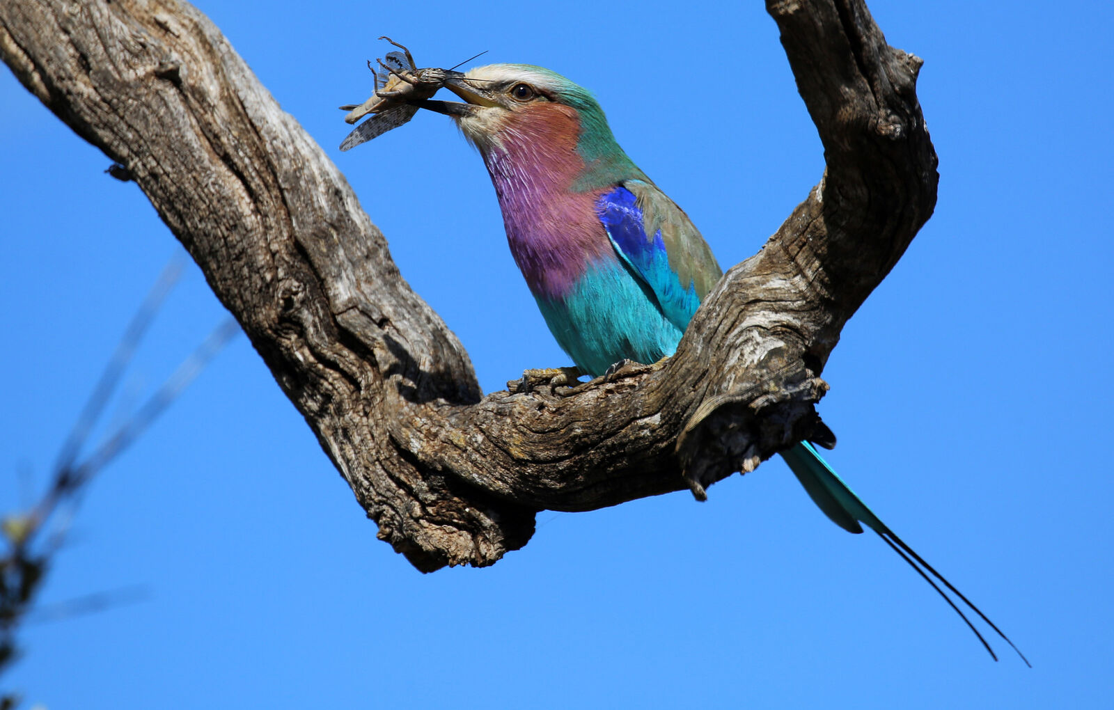 Lilac-breasted roller