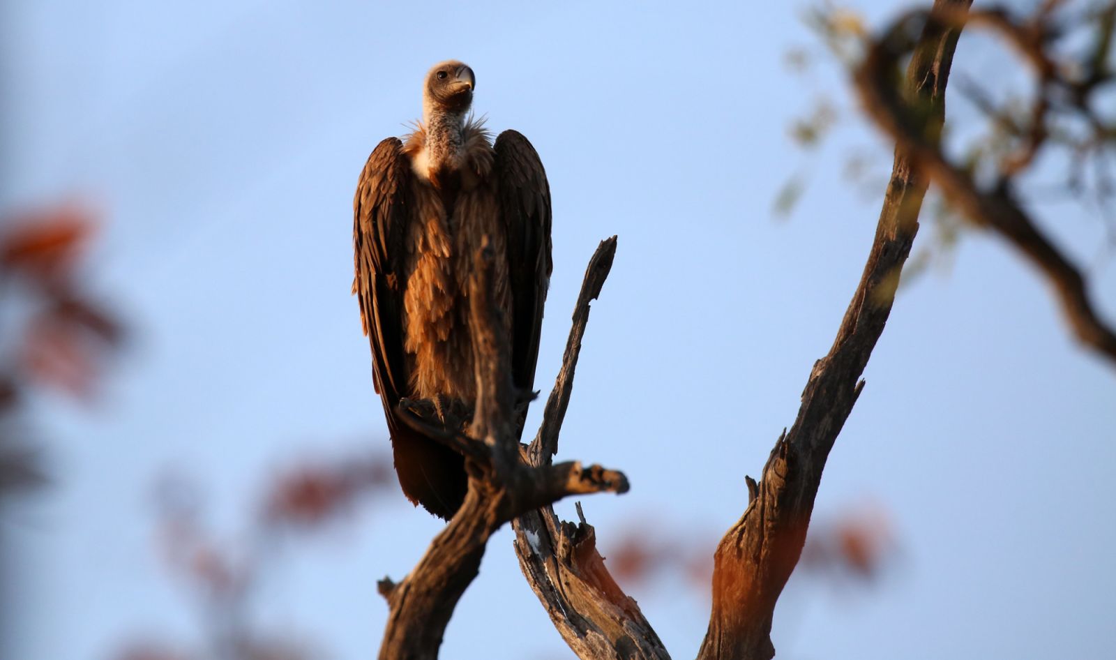 Cape vultures