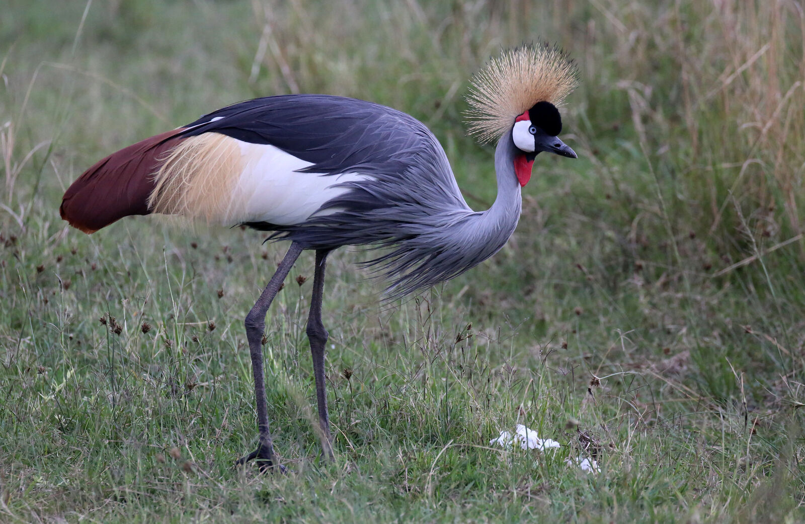 Crowned crane