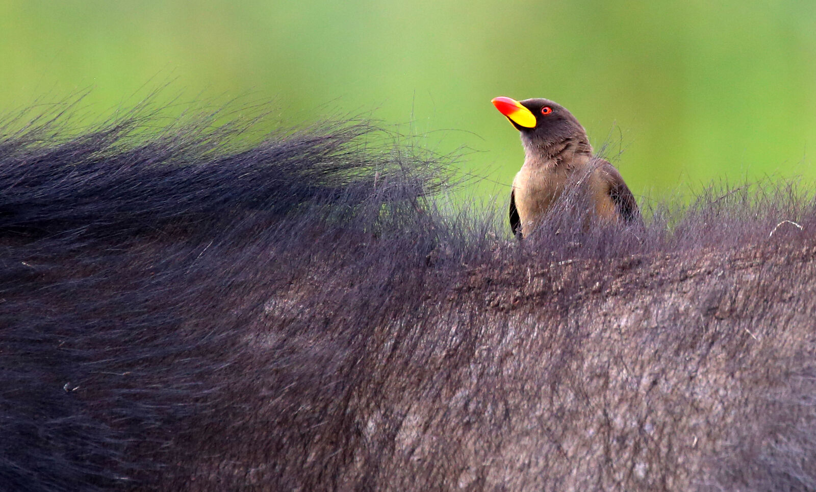 Yellow-billed oxpecker