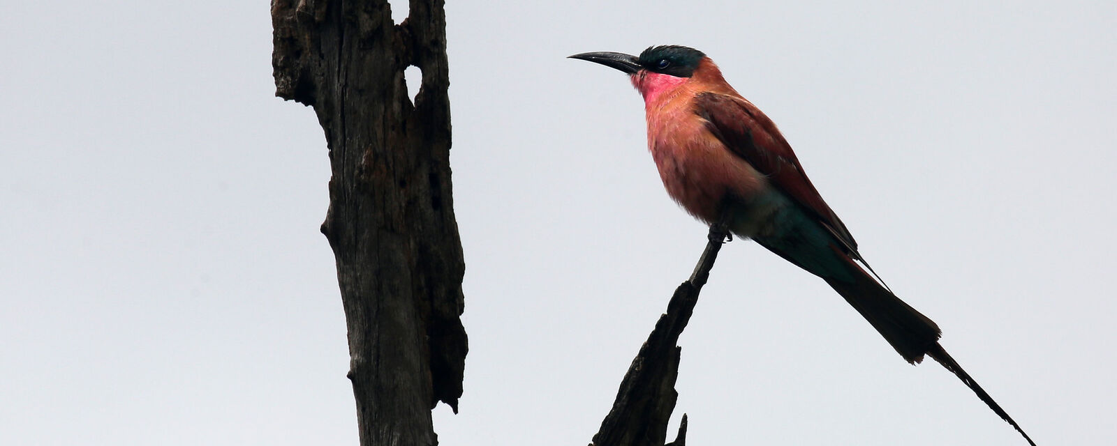 Carmine bee-eater