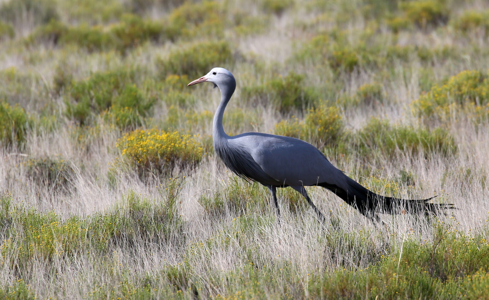 The Blue crane