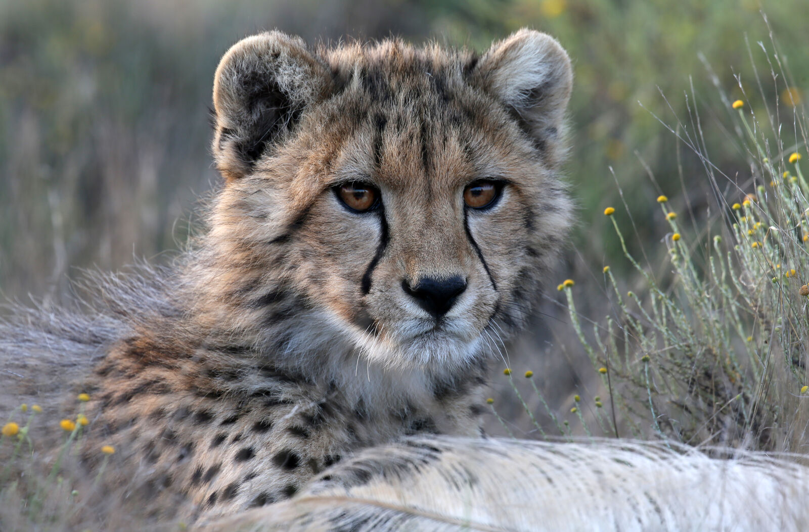 Cheetah cub