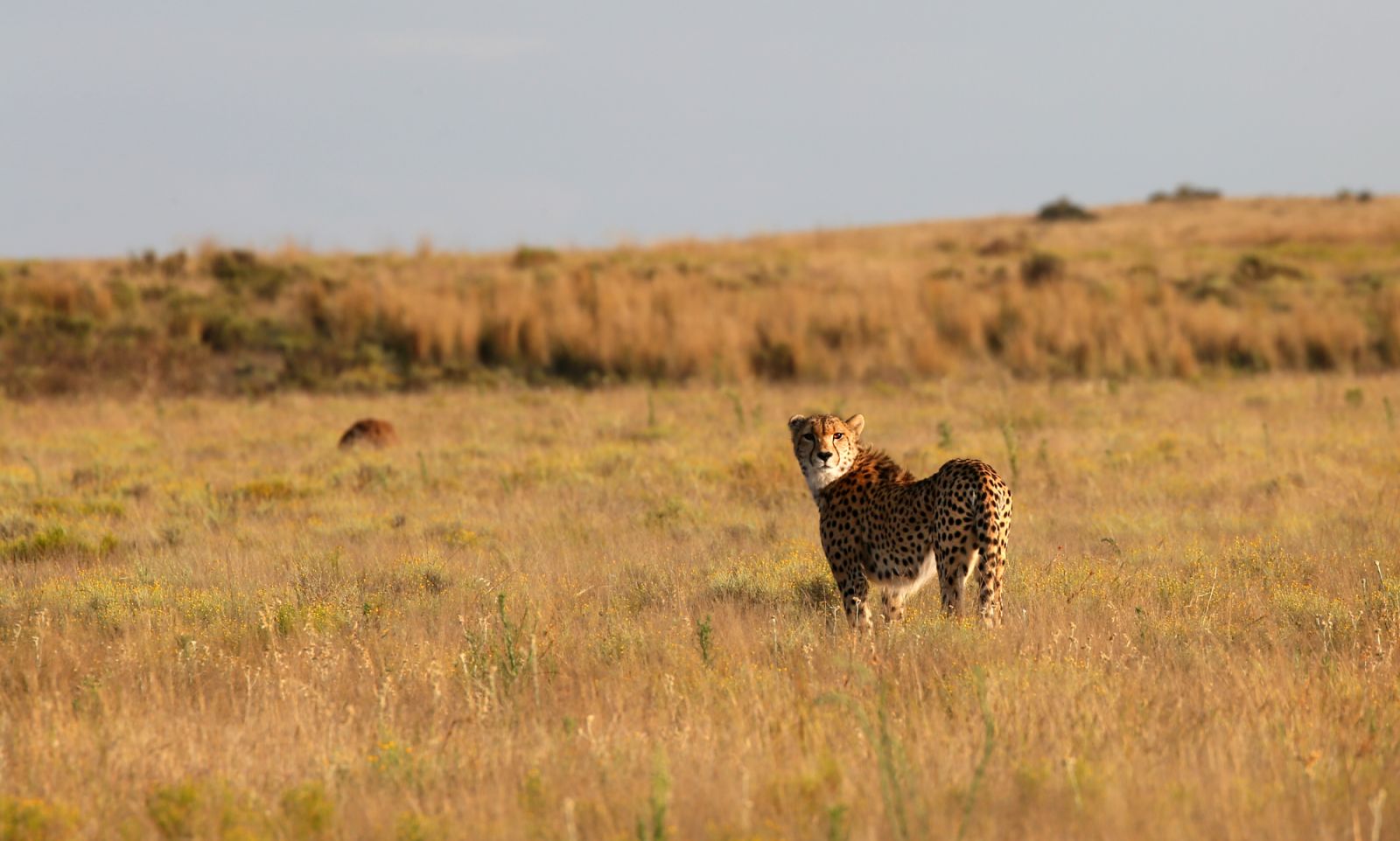 A cheetah in golden hour