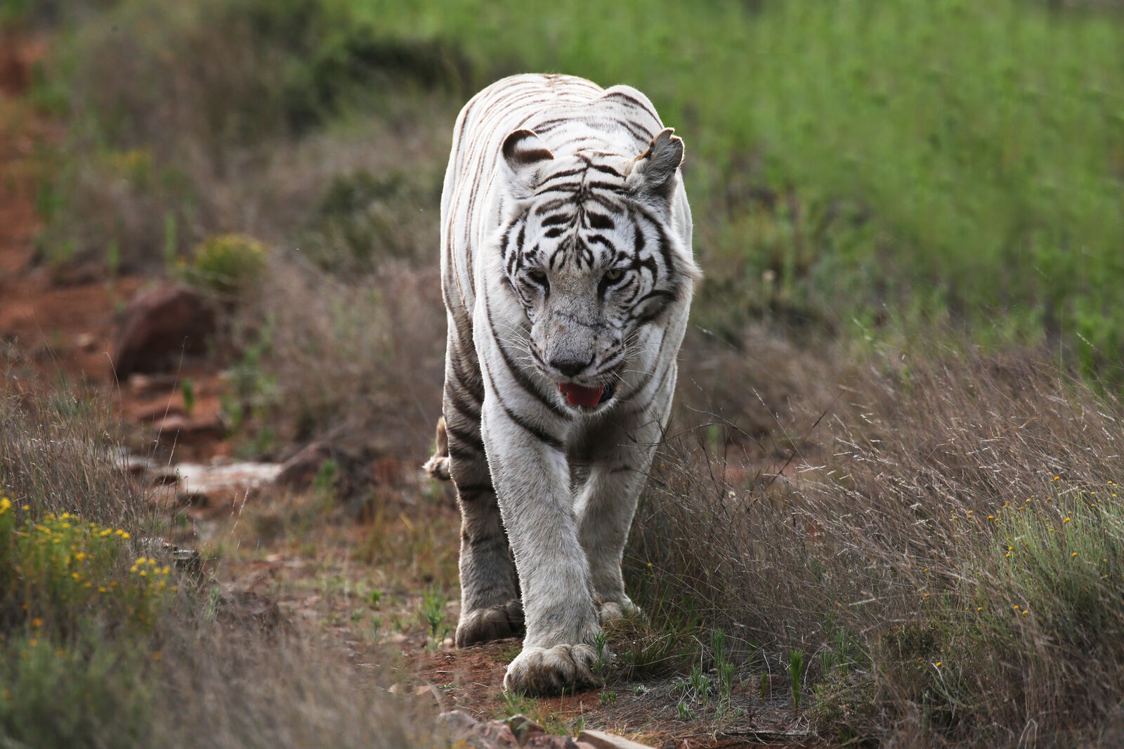 White tiger