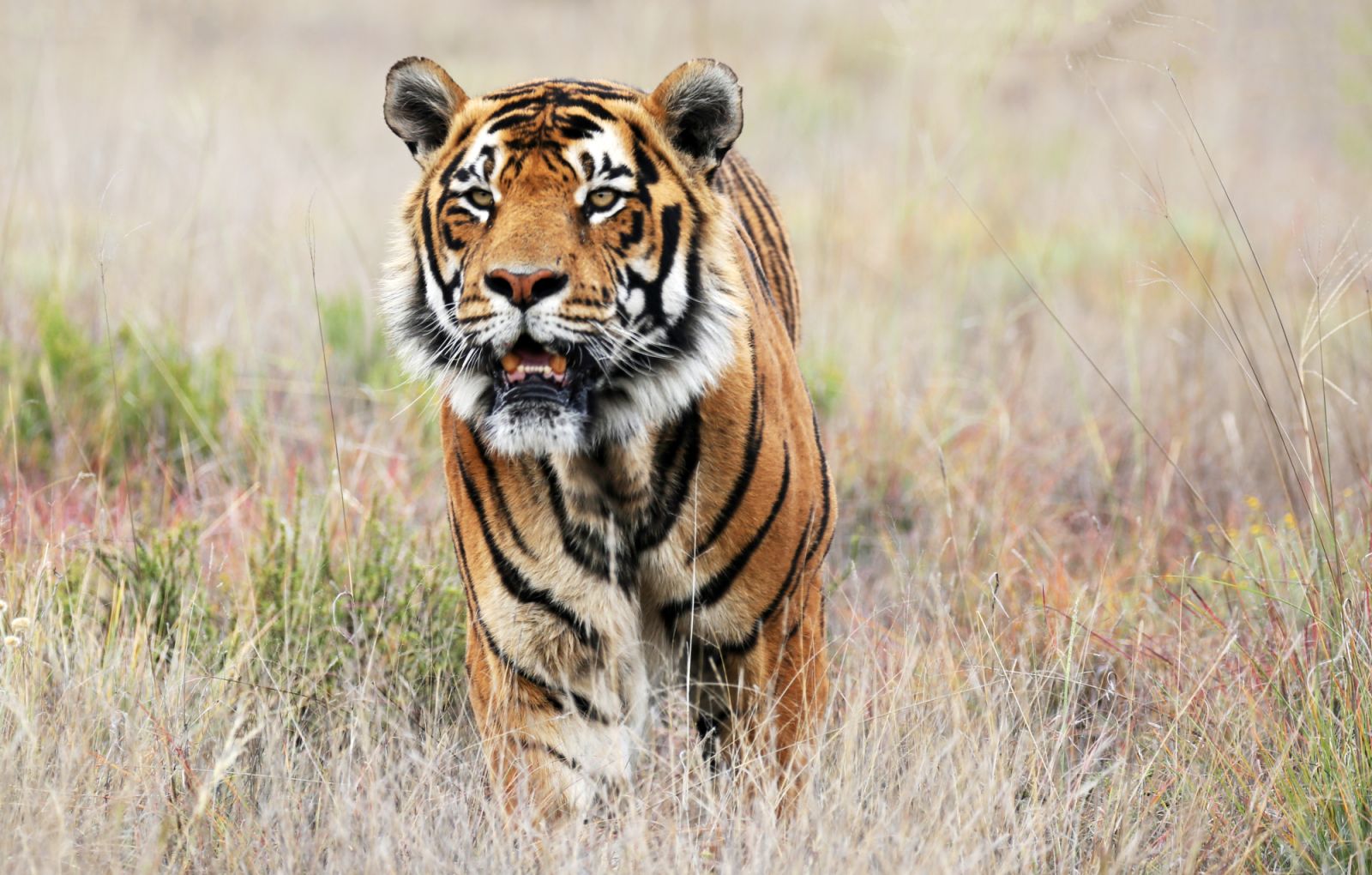 A-tiger at Tiger Canyon