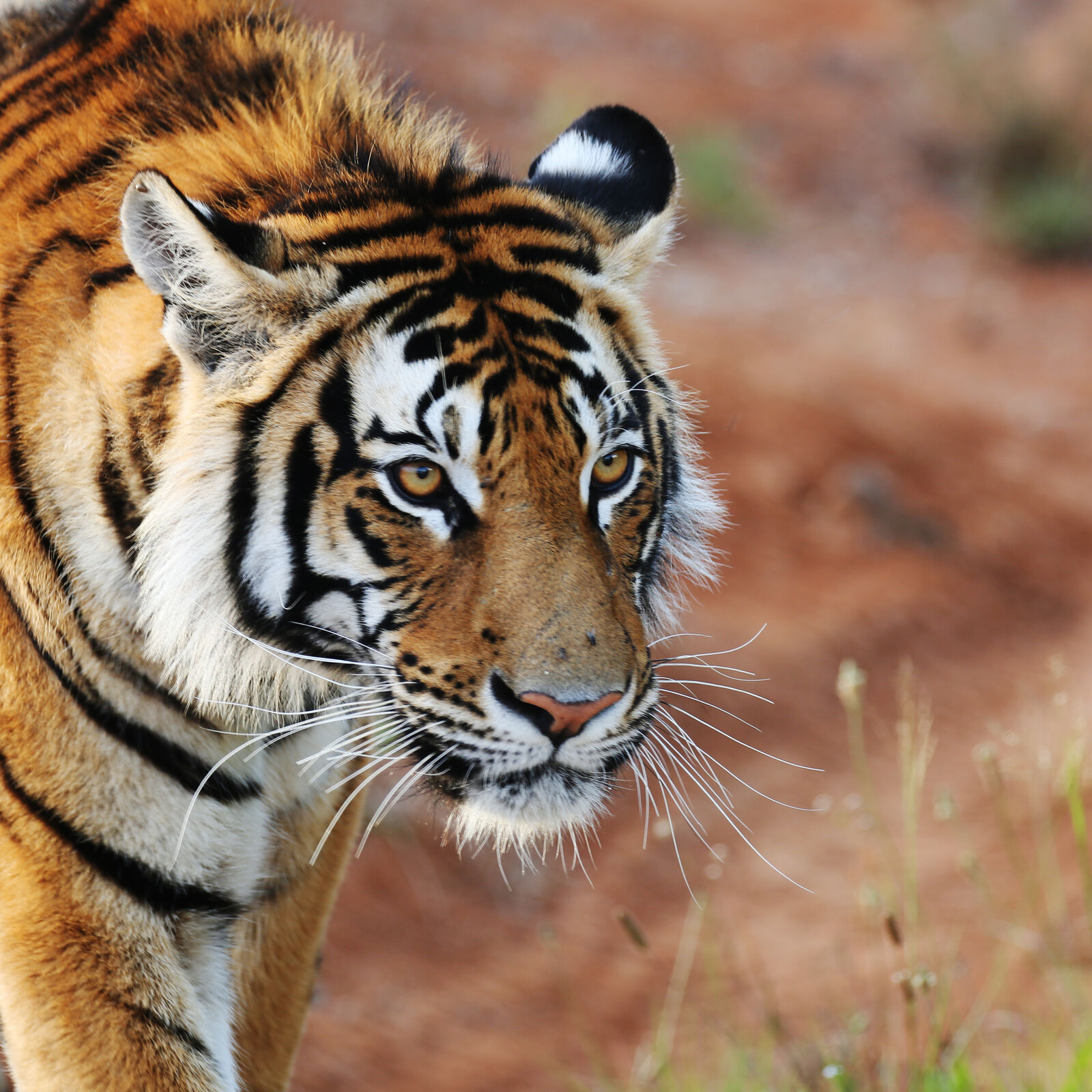 Tiger roaming around the Tiger Canyon