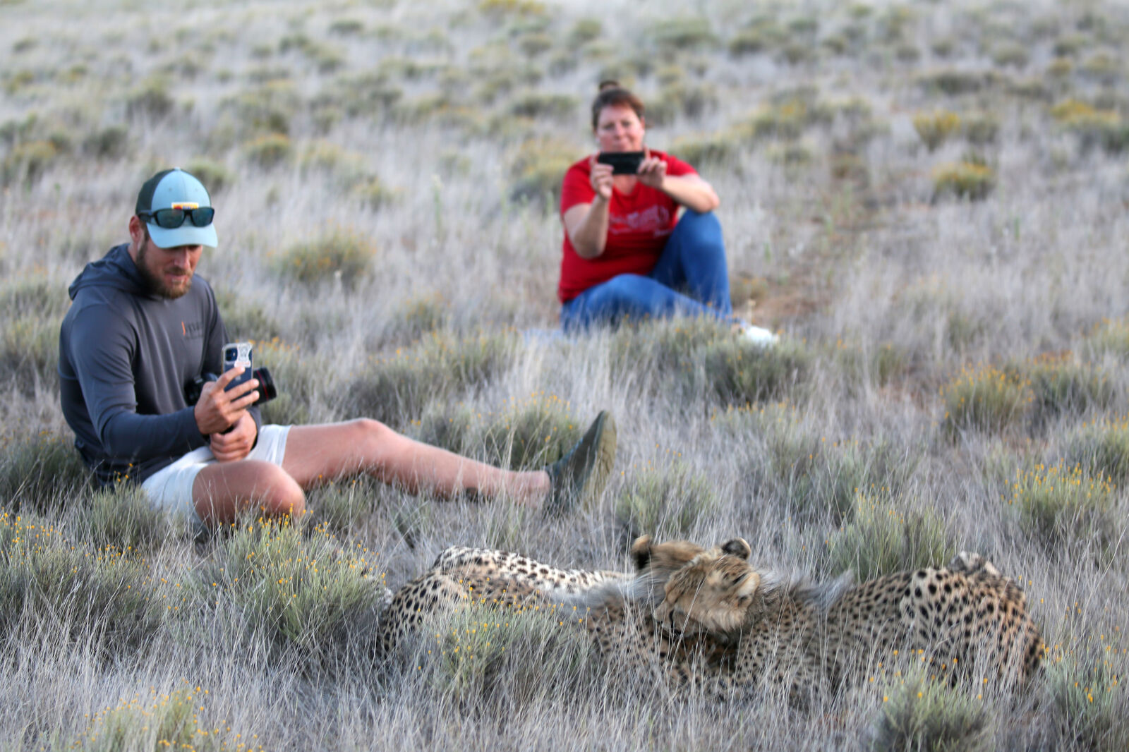 Close-up view of cheetahs