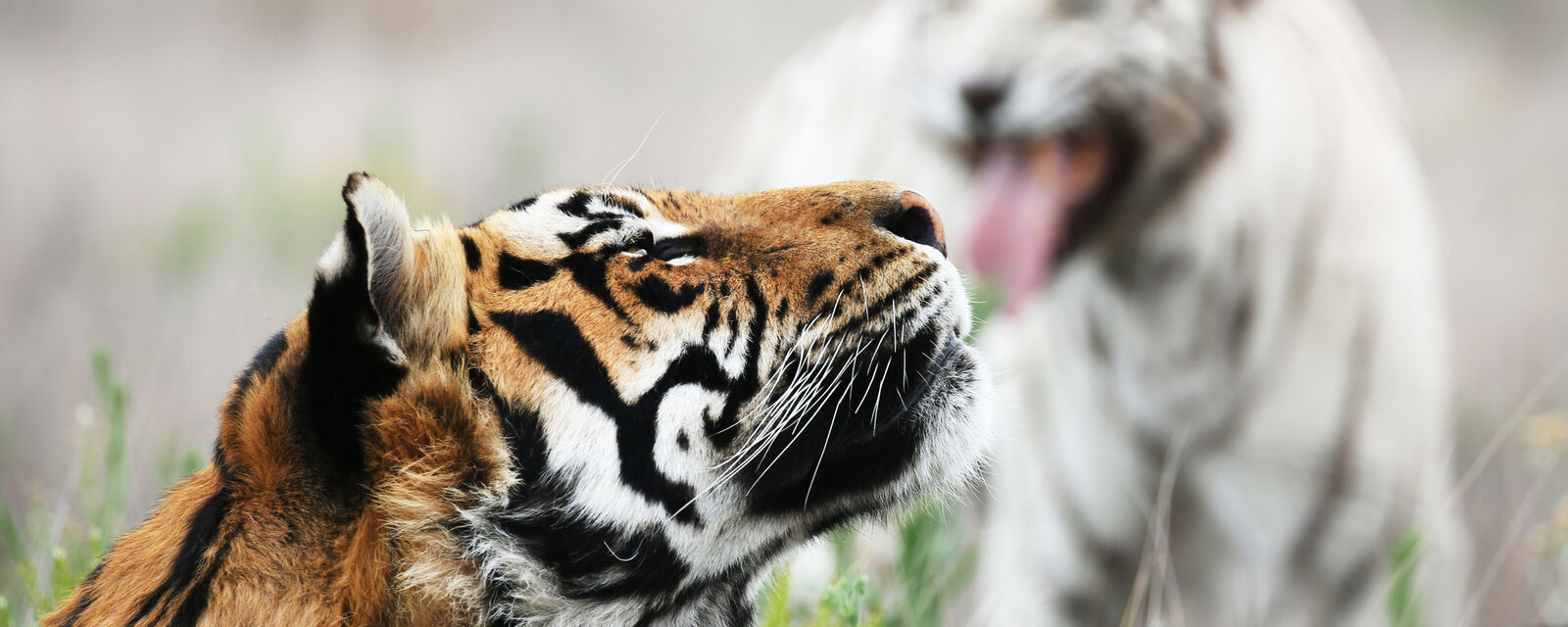 Tigers enjoying the morning breeze