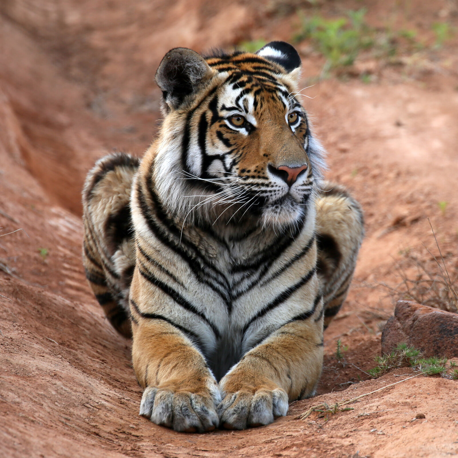 Tiger resting