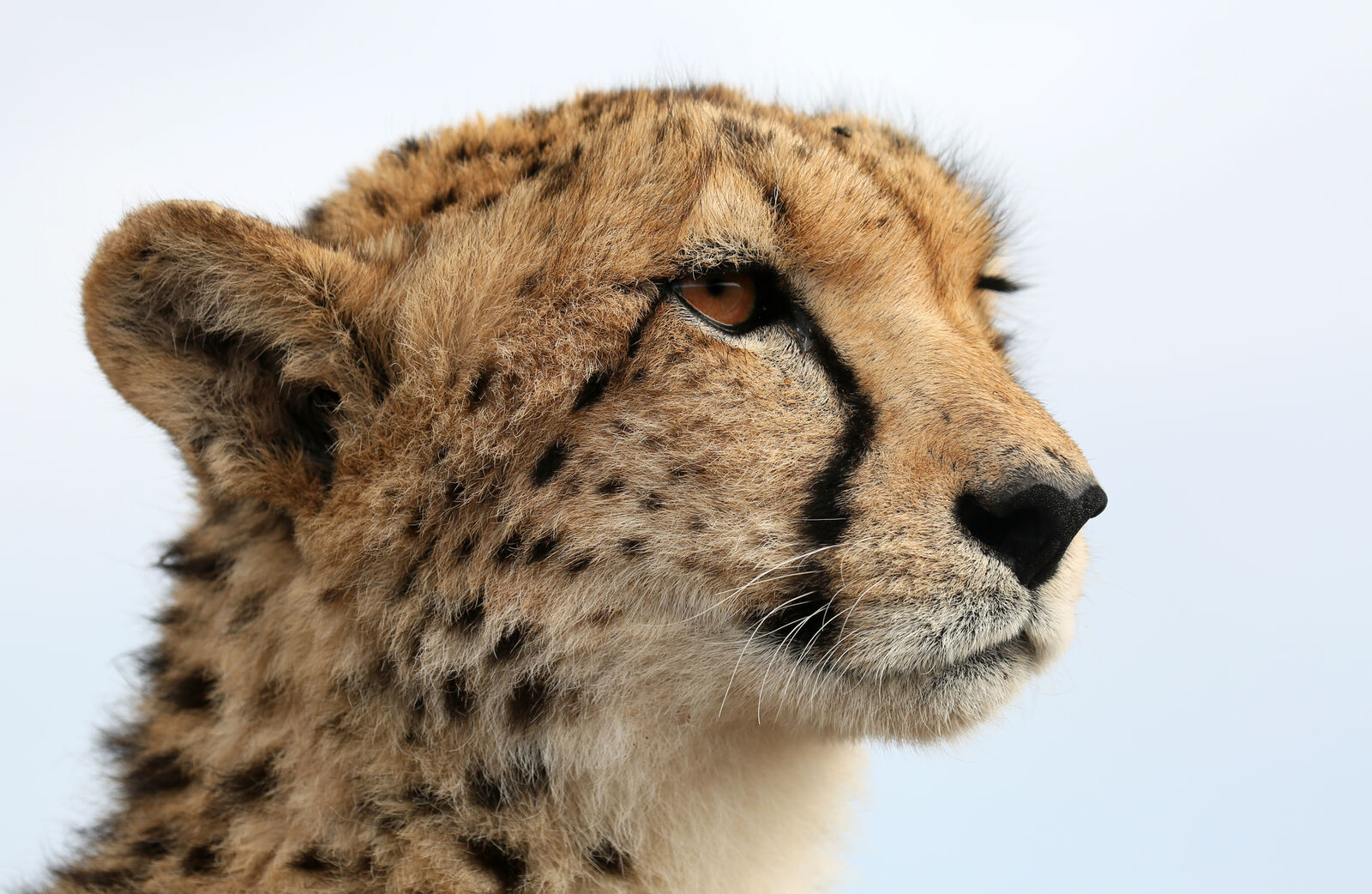 Cheetah on the lookout