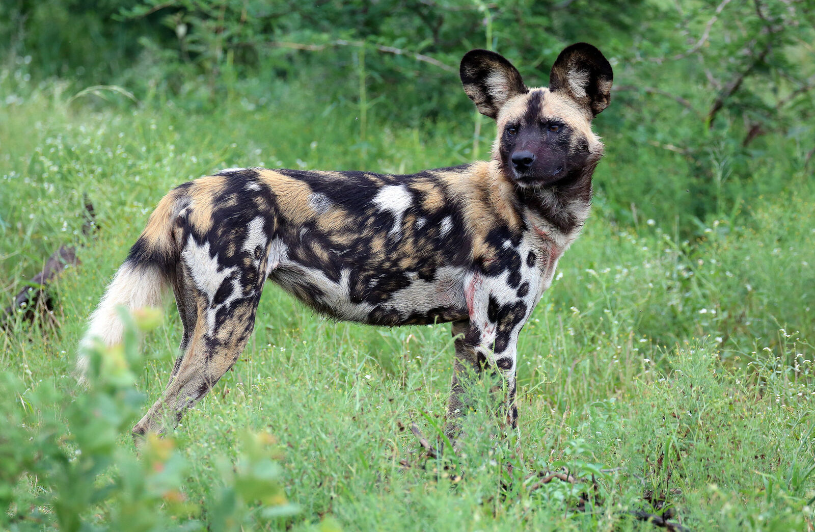 The endangered African wild dog