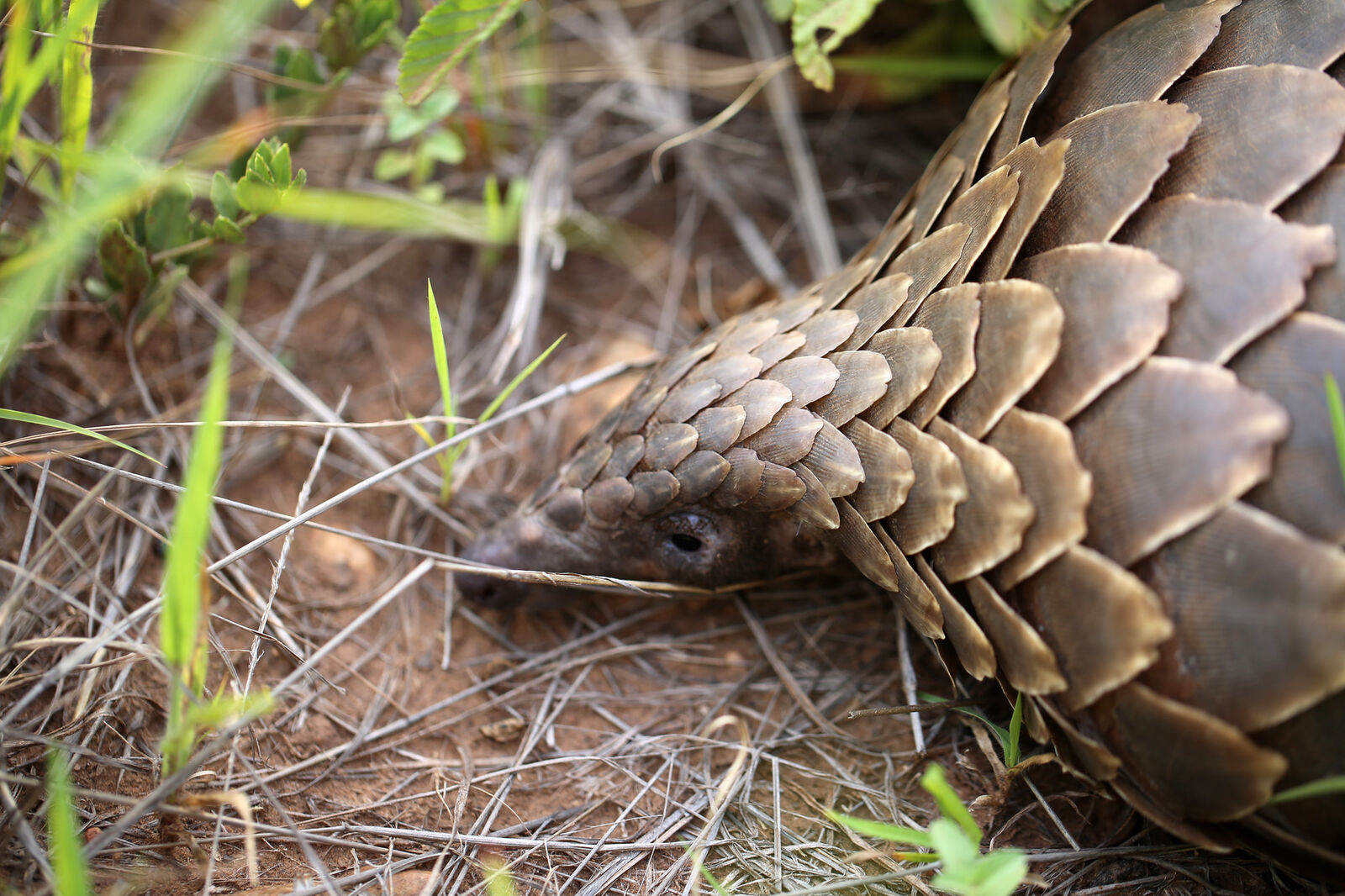 Ground pangolin