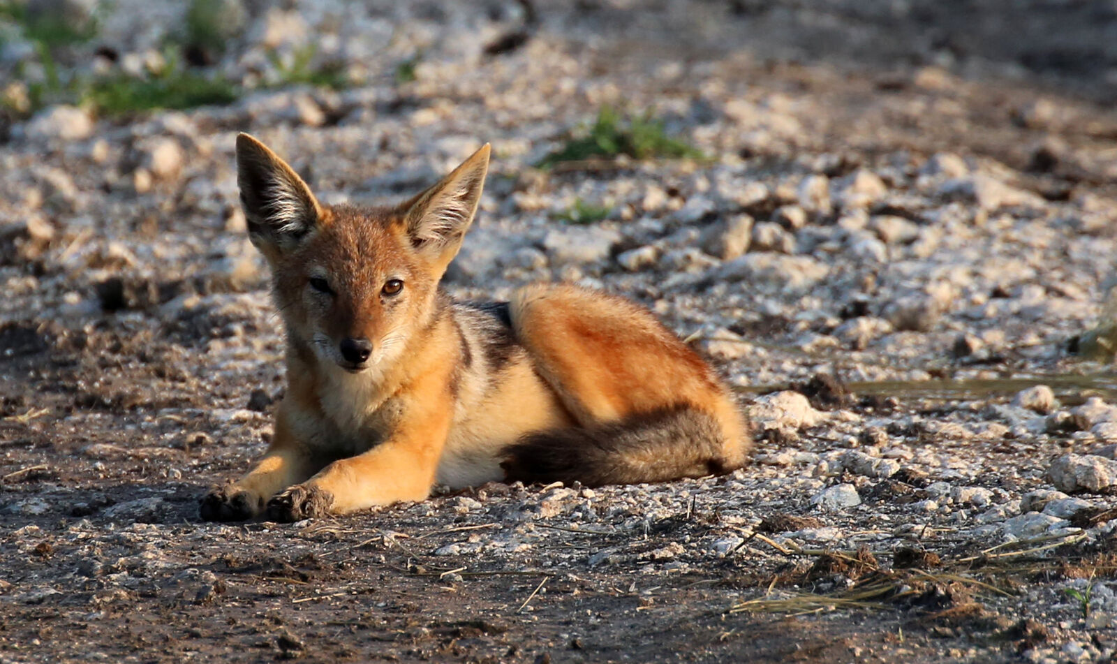 The black-backed jackal