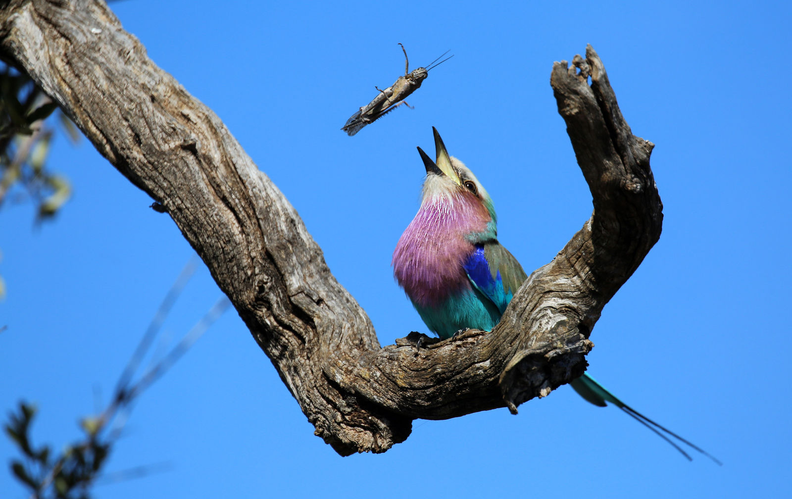 Lilac-breasted roller catching its prey