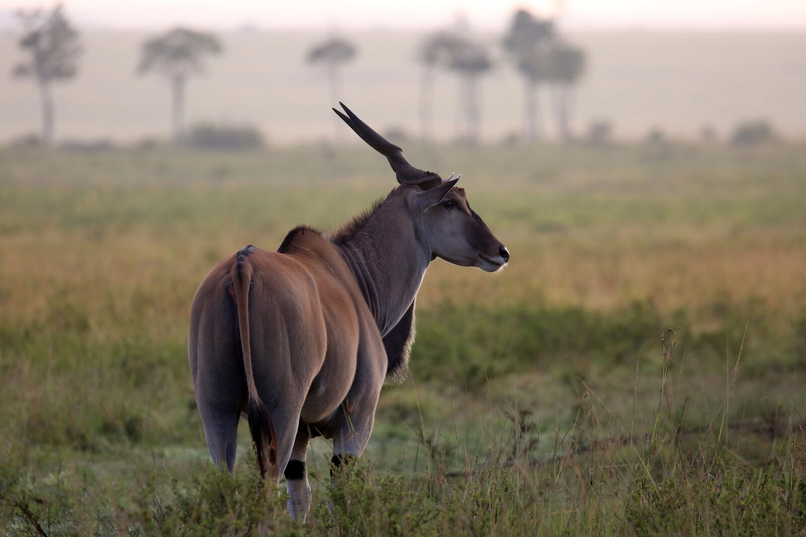 The common Eland