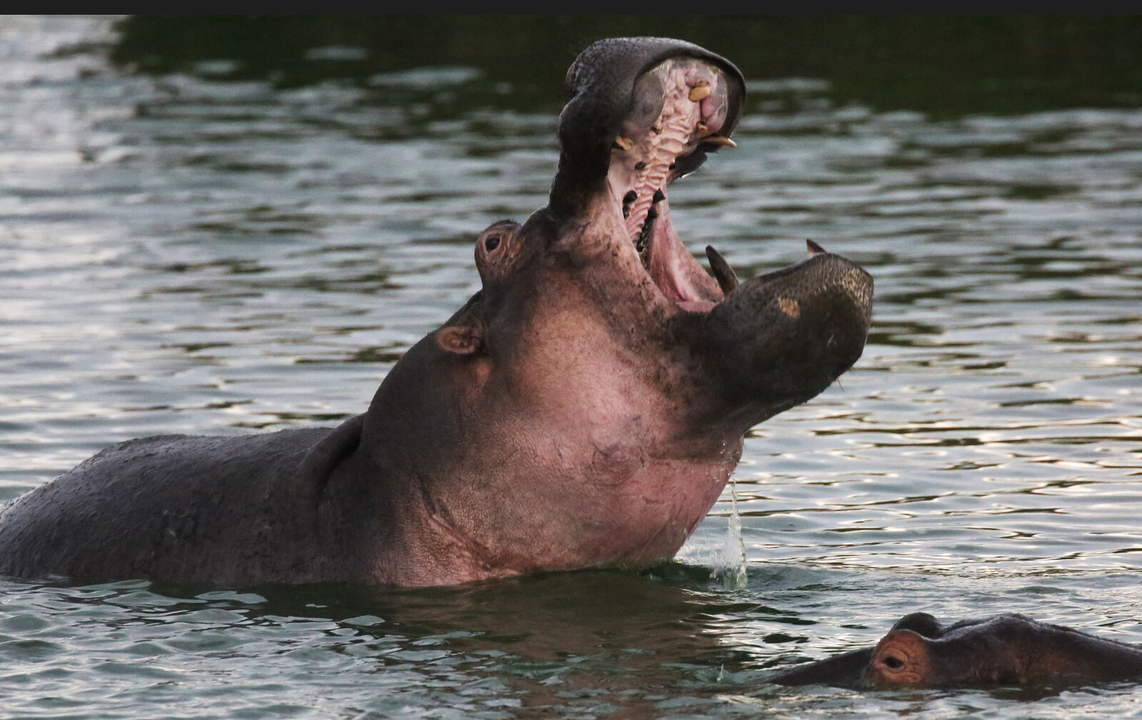 Hippos